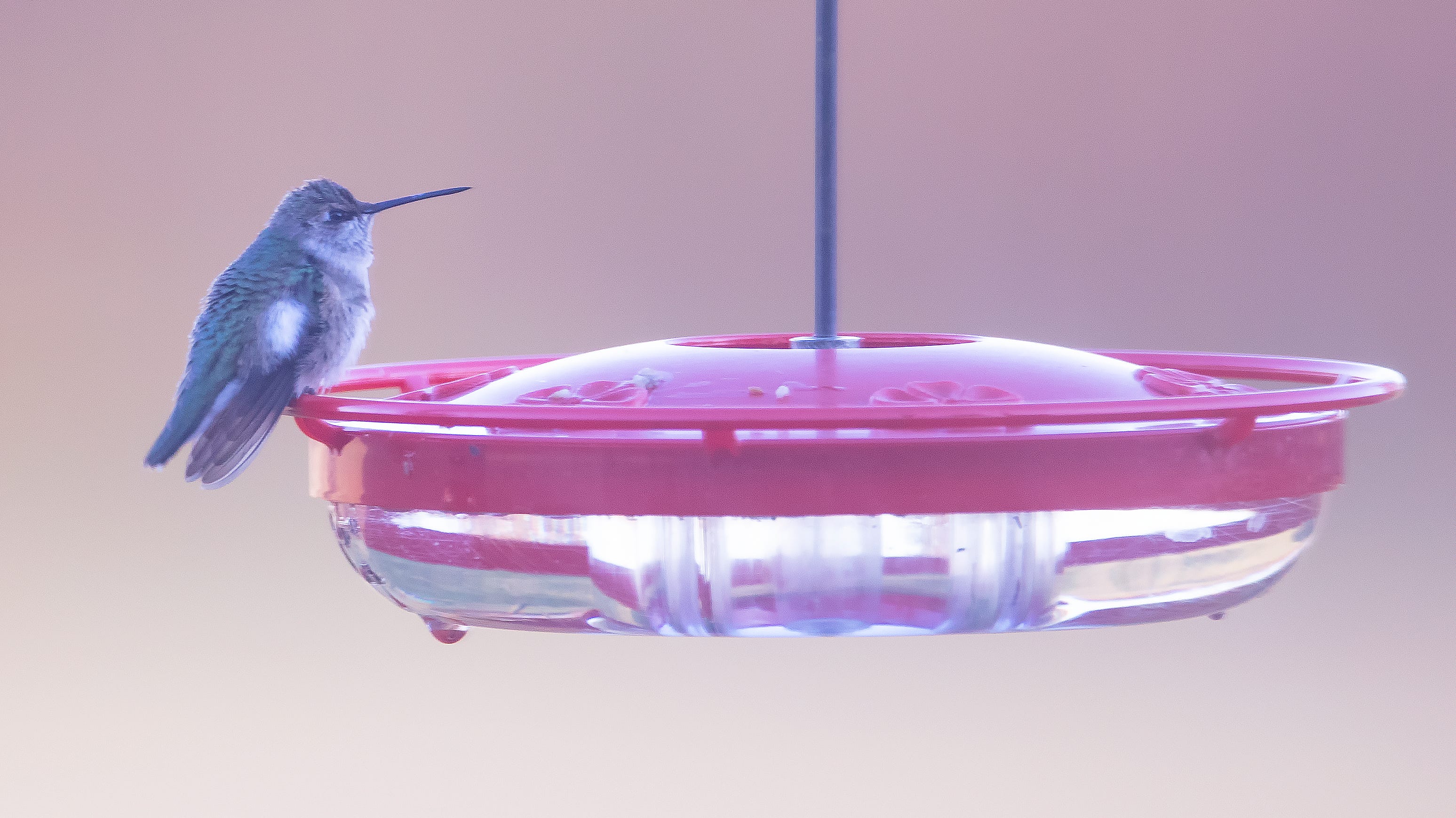 Nature Blackchinned hummingbird seen for first time in Ohio