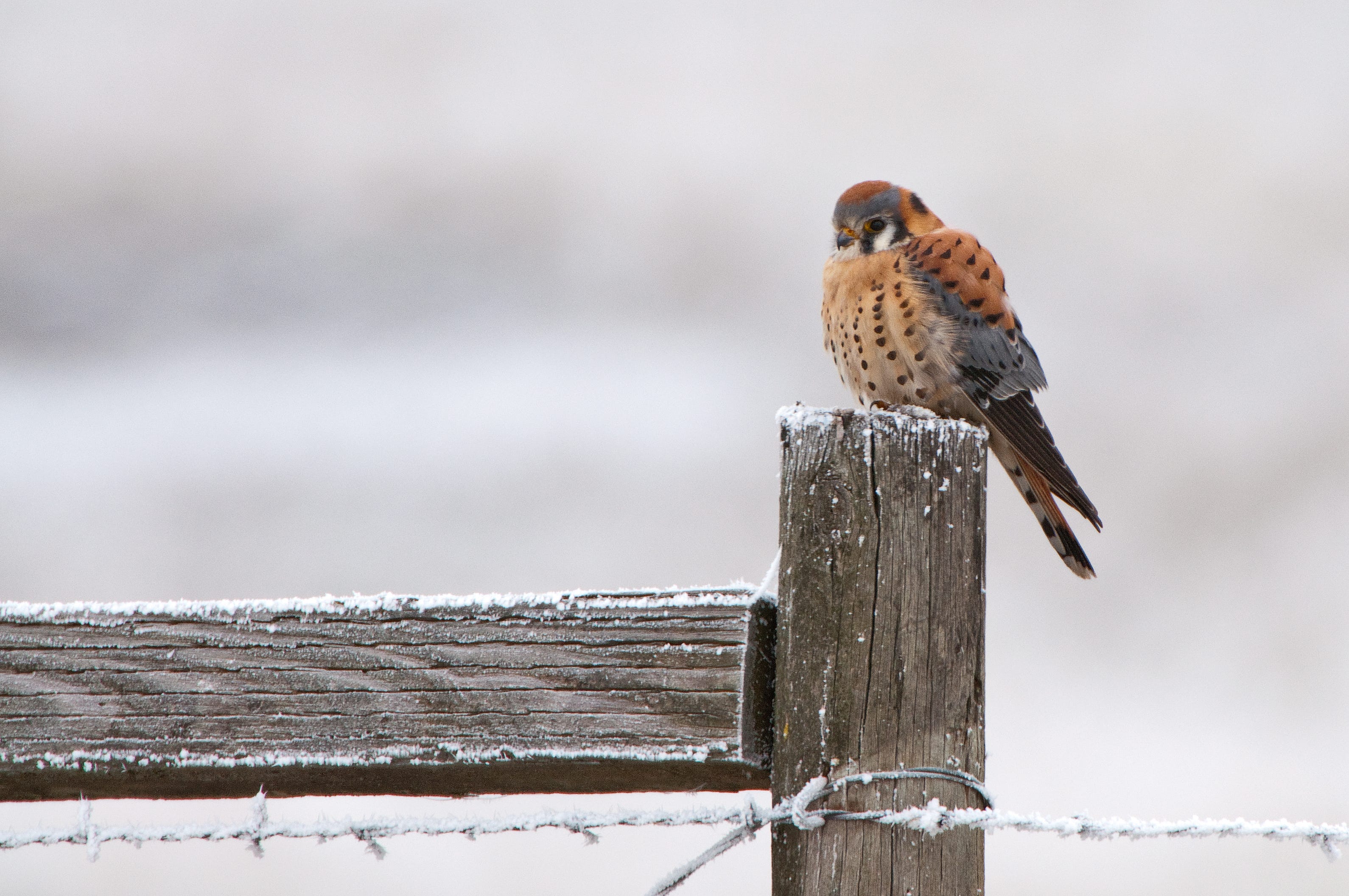 tiny hawk