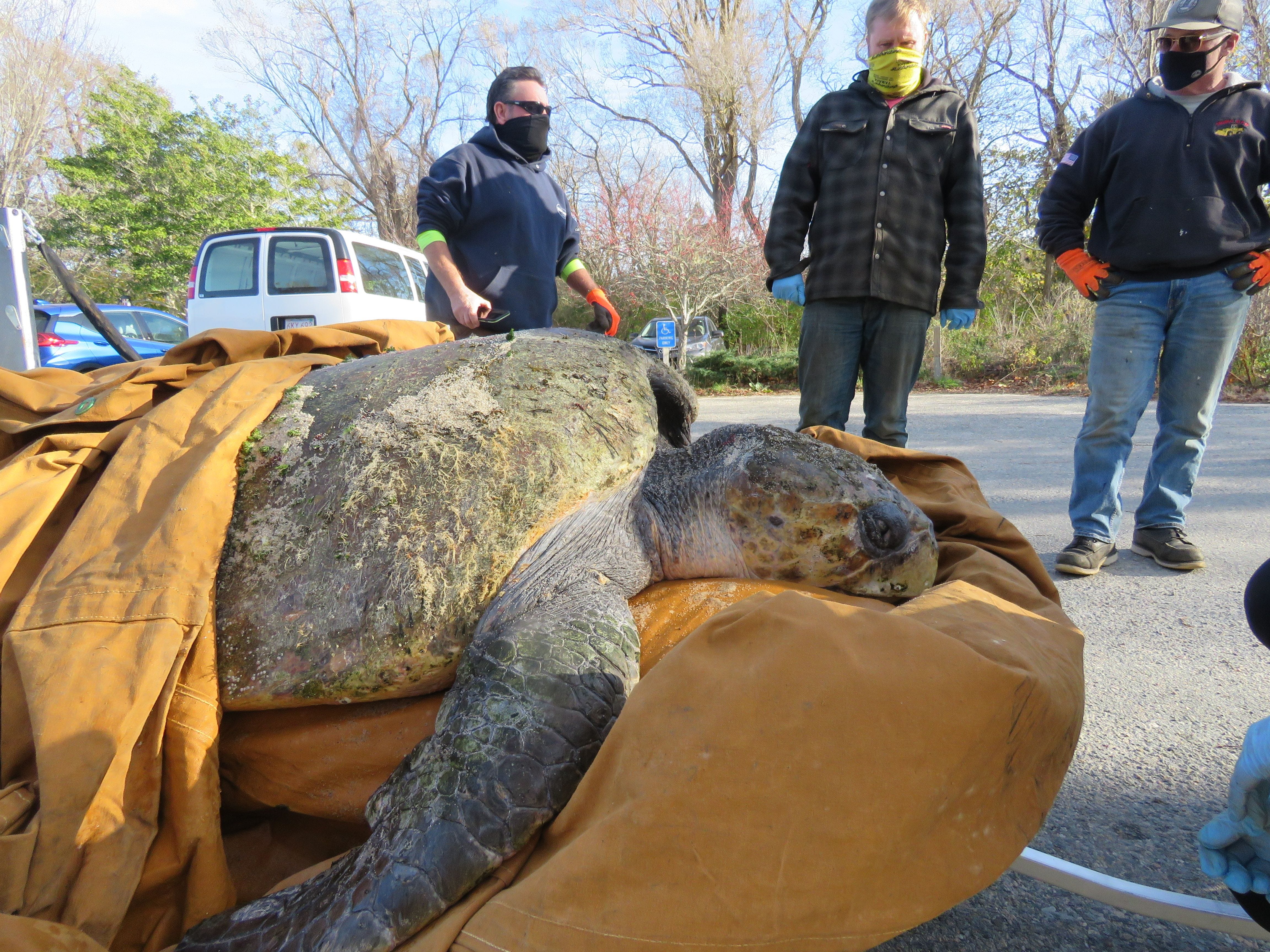 Cold-stunned Sea Turtles Rescued In Cape Cod, Massachusetts