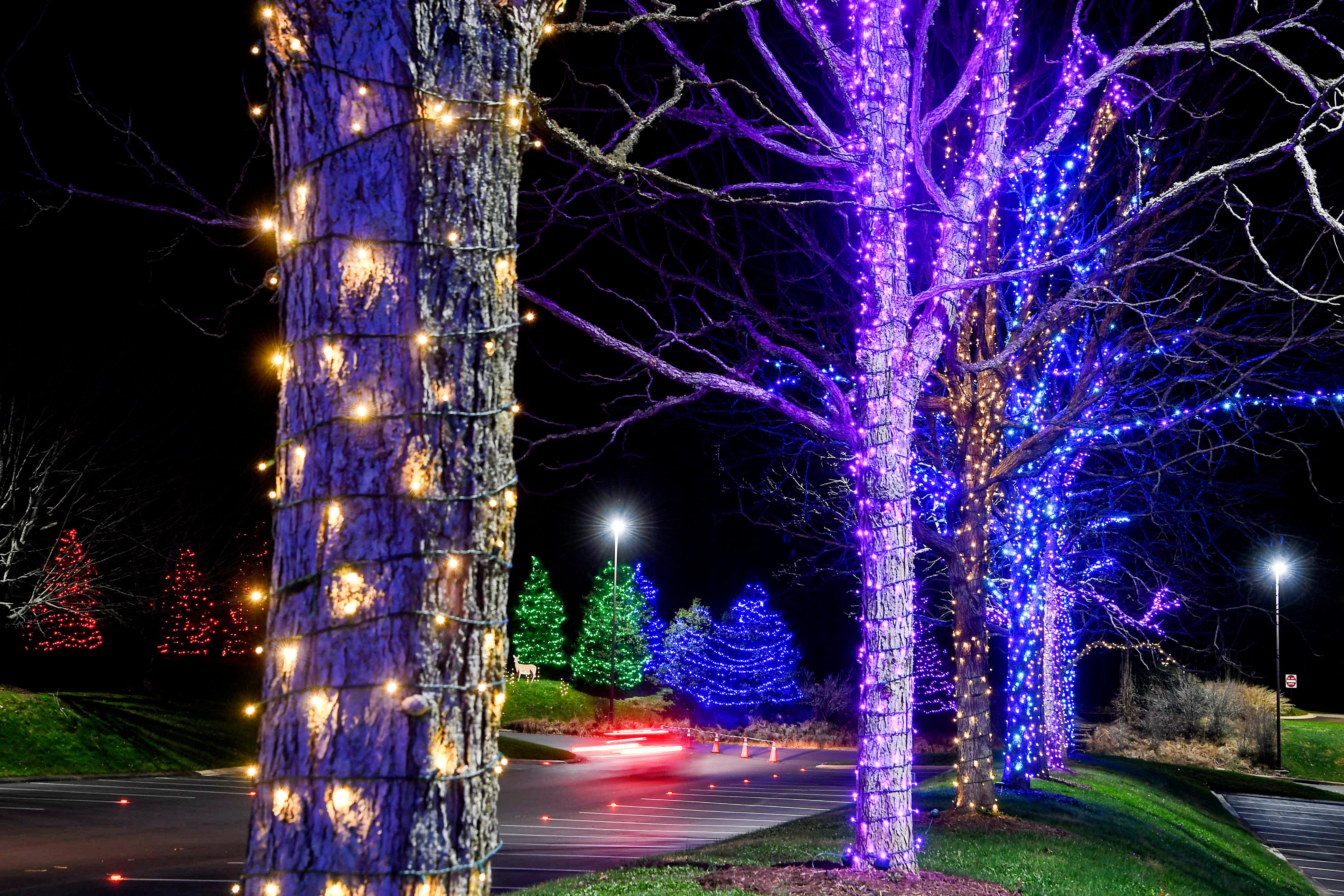 COVID Format change for NC Arboretum Winter Lights Show in Asheville