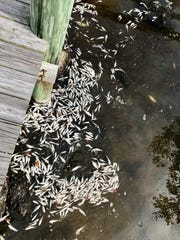 Hundreds of dead small silvery fish floated Friday atop murky greenish-brown waters along the State Road 520 causeway on Merritt Island.