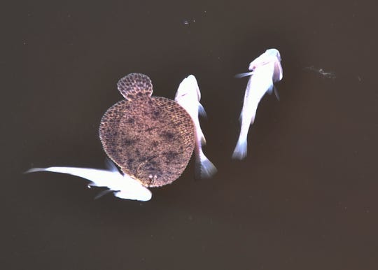 Small dead fish by the hundreds floated up along the Indian River shore Friday east of the Hubert Humphrey Bridge on Merritt Island.