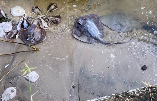 Cocoa resident Barbara Williams took this photo of dead stingrays washed ashore Sunday morning alongside her dock.