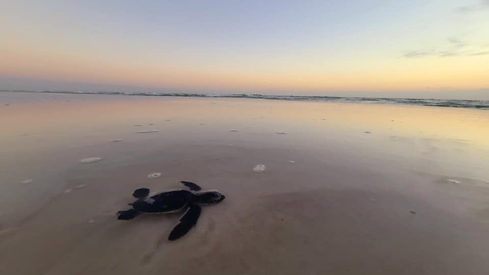 Megan Hunt and her family helped the loggerhead hatchling get to the Gulf of Mexico.