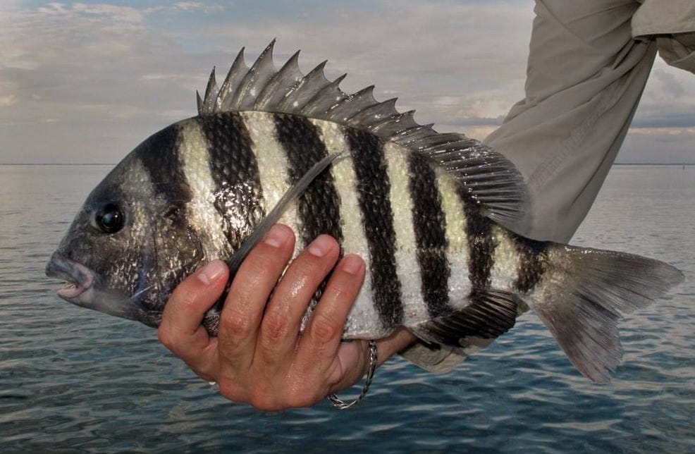 sheepshead fish bite