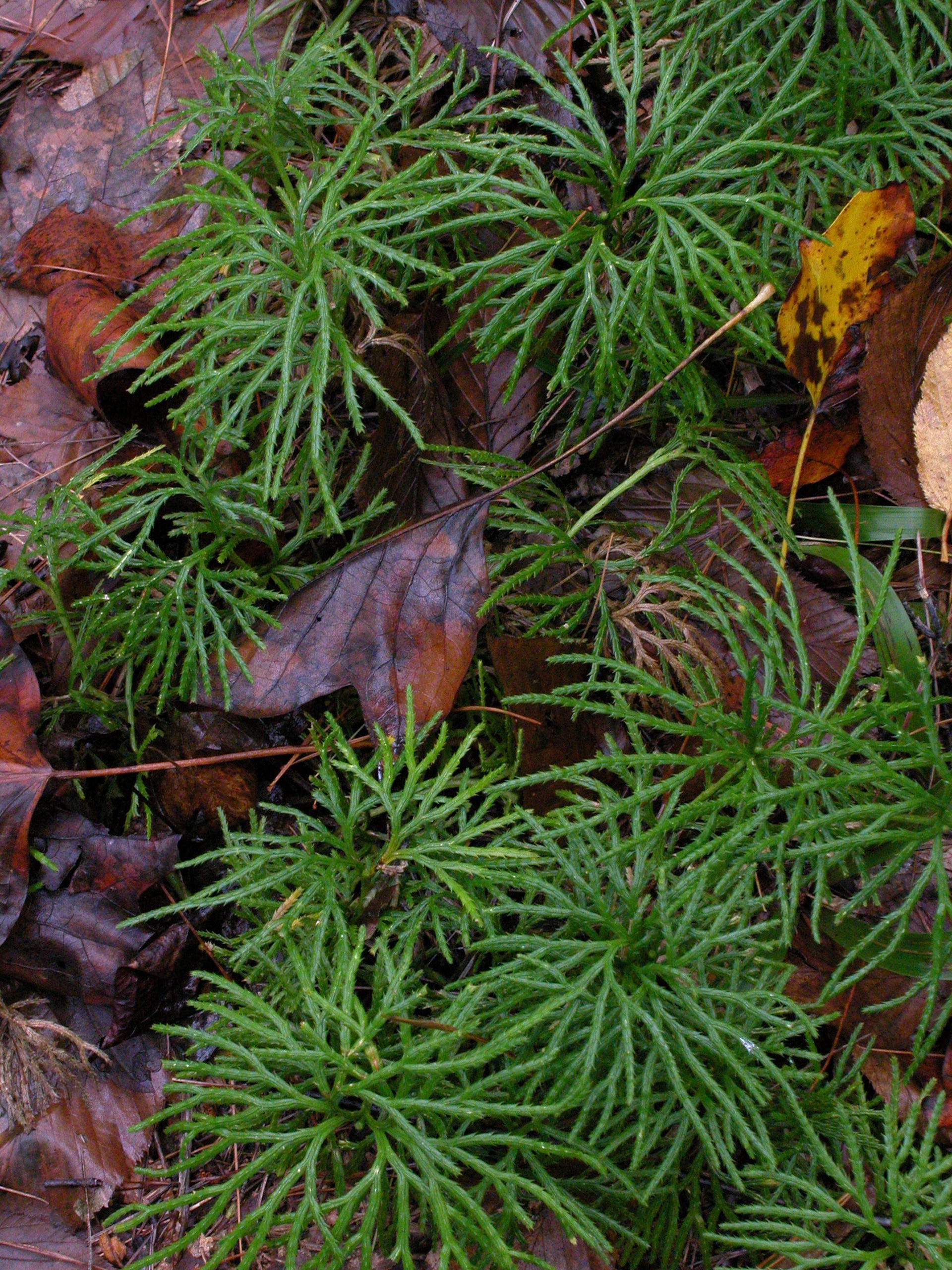 creeping cedar