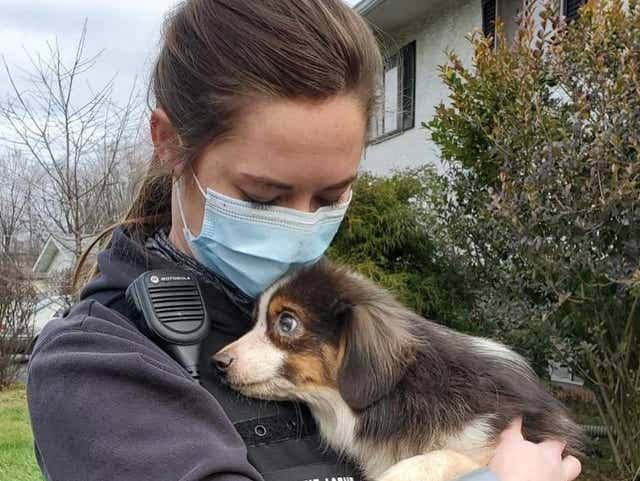 Columbus Humane Seeks Homes For Hoarded Rescued Australian Shepherds