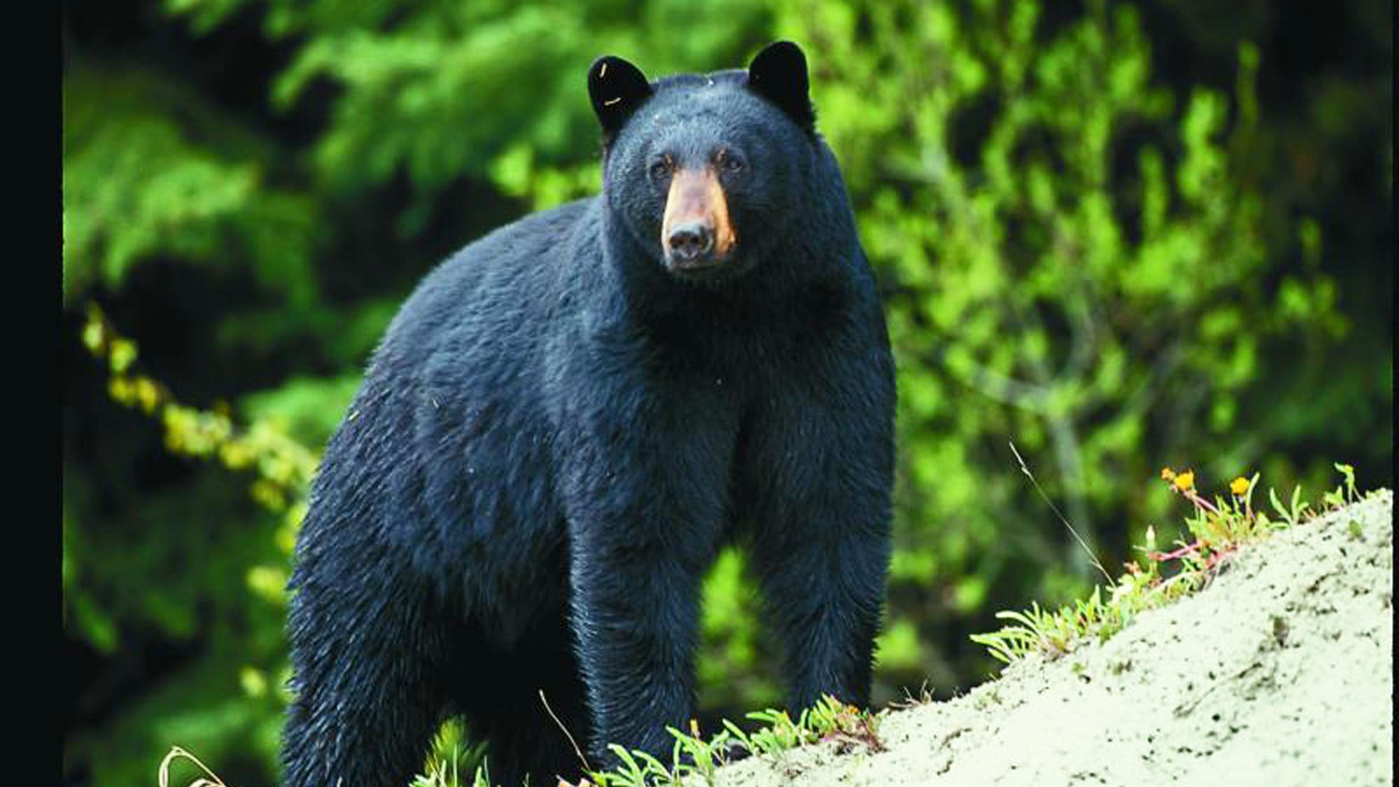 NY bear harvest increased in 2020; see how many were taken in your area