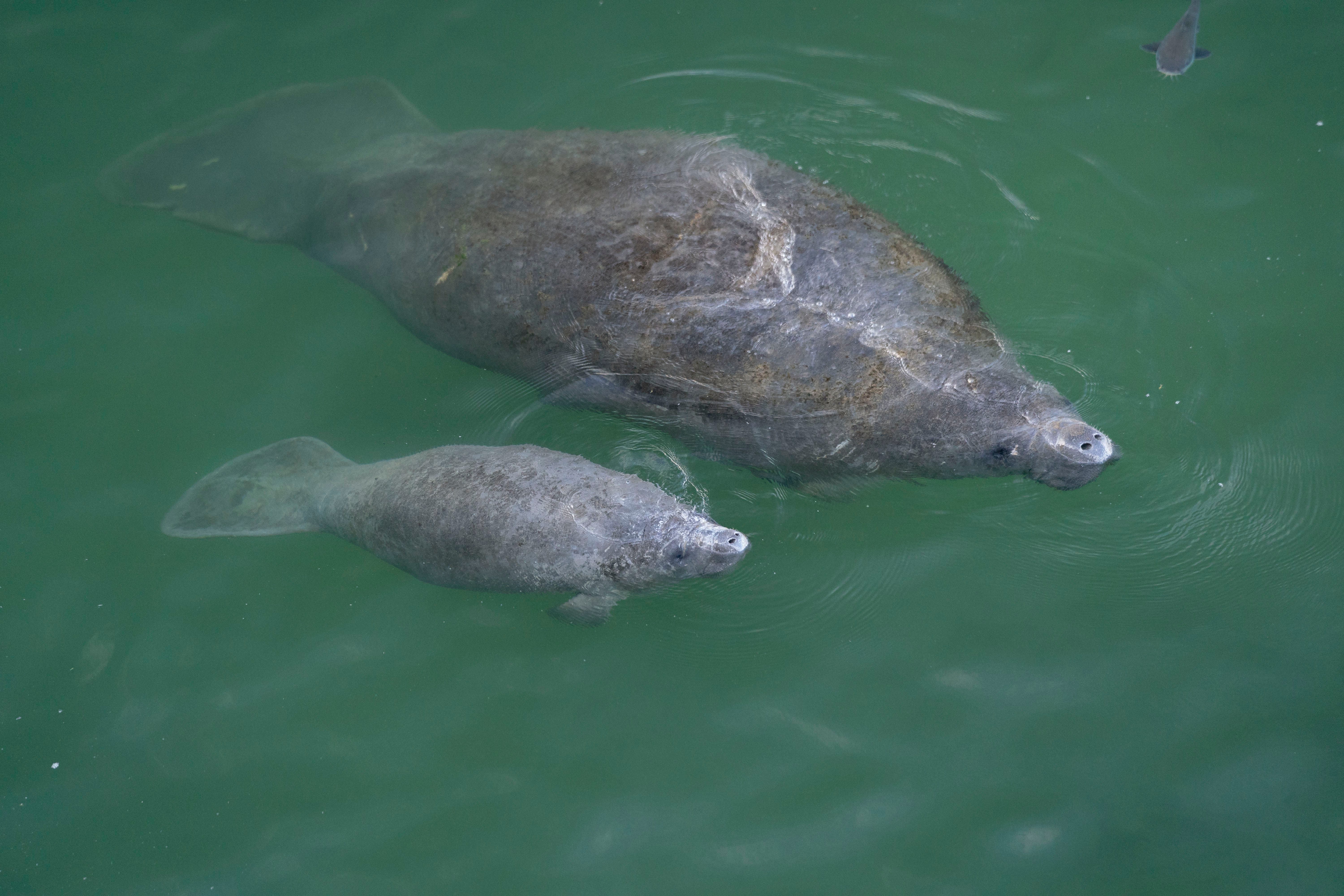 Florida Manatees: 5 Facts You Probably Didn't Know