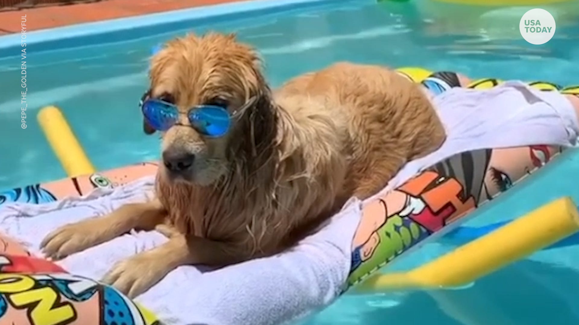 golden retriever in pool float