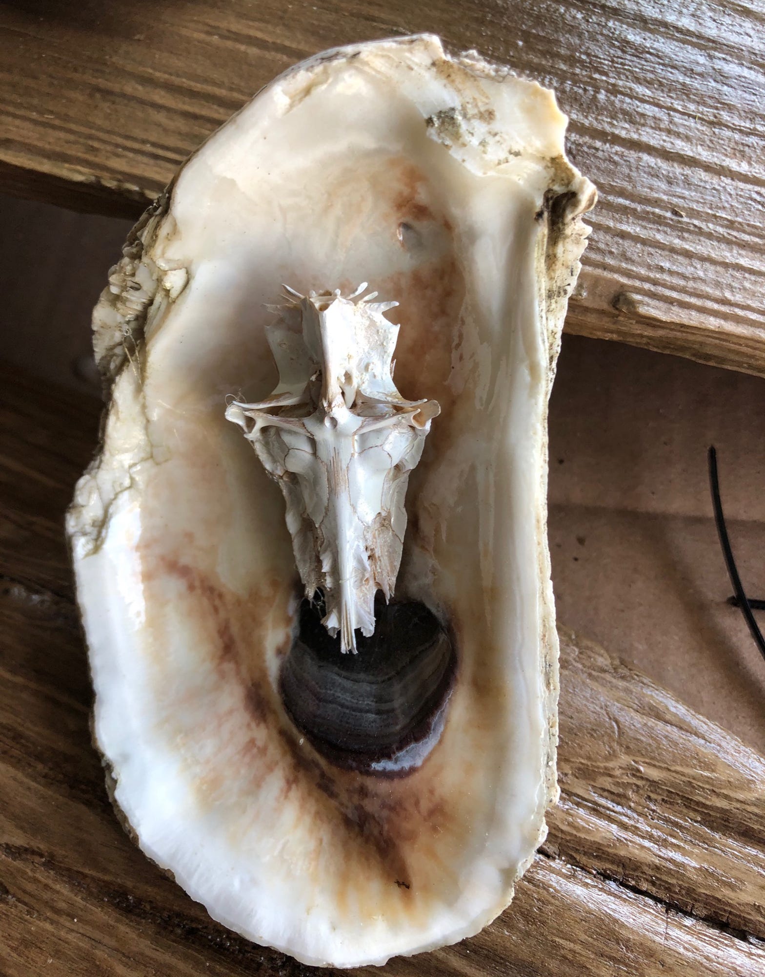 Catfish Skulls Resembling Crucifix Become Art In Mississippi