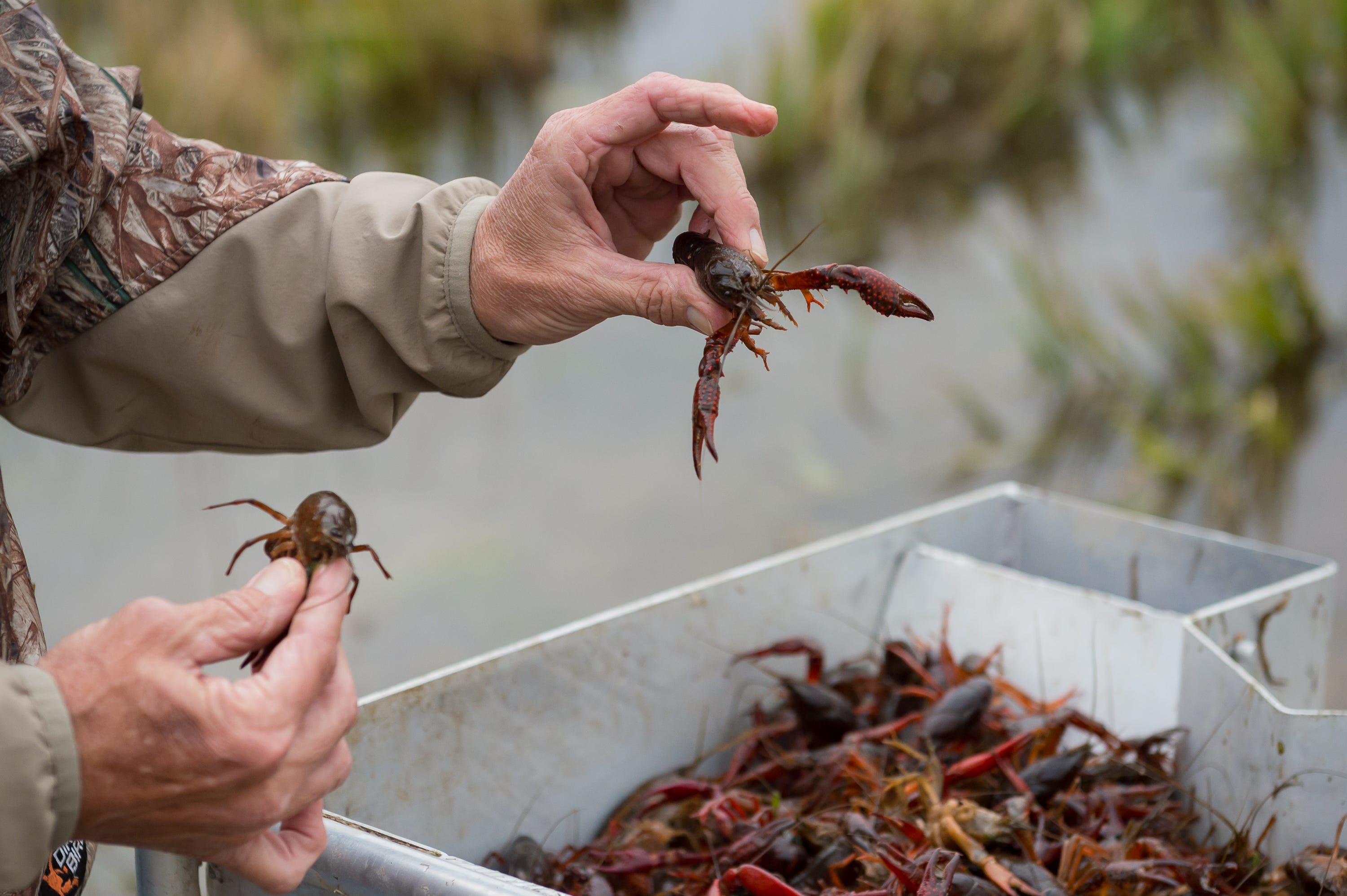 Louisiana Crawfish Industry Optimistic About Solid Year In 2021