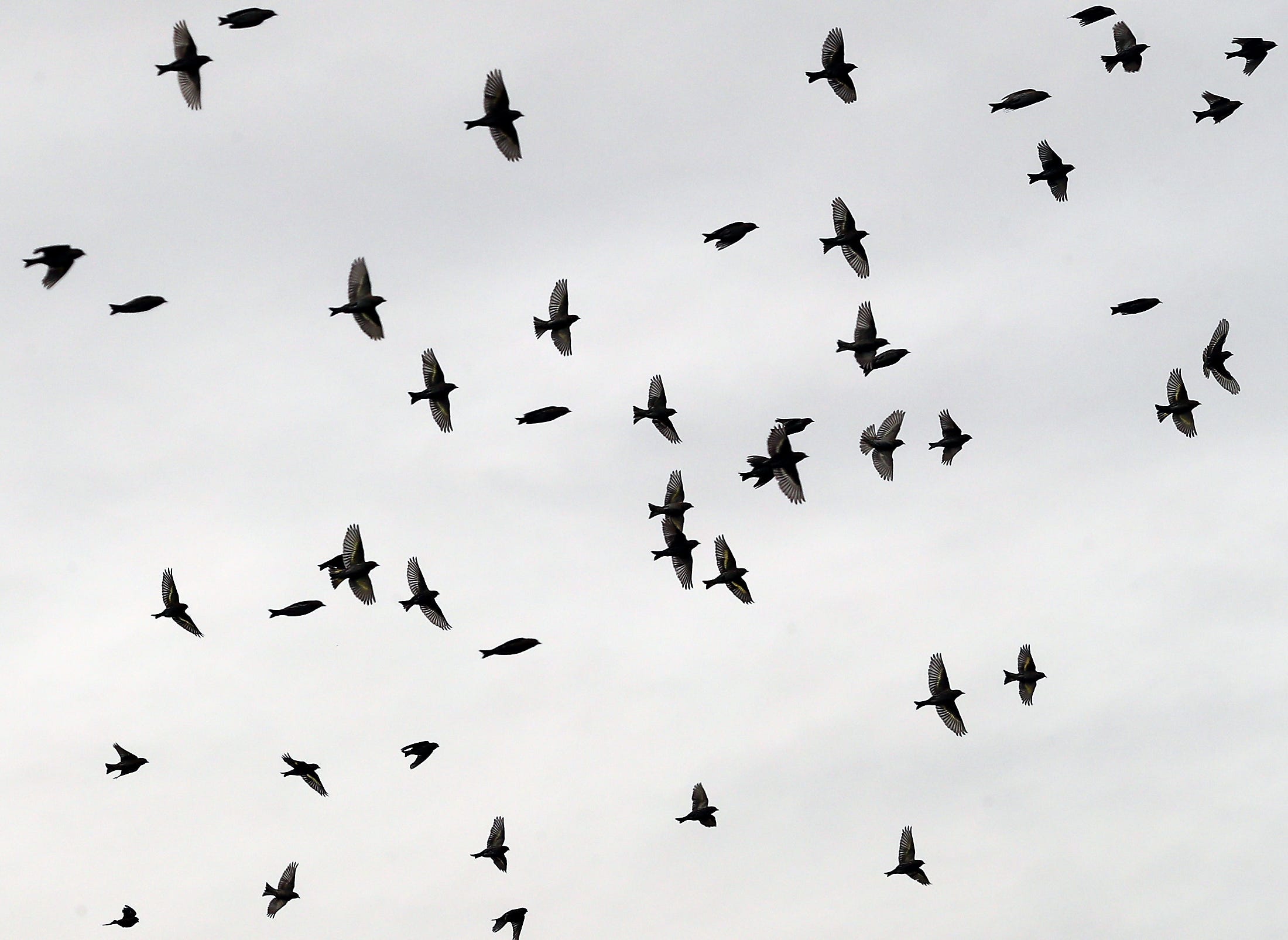 Bird Feeders Can Be Put Back Out Following Salmonella Scare