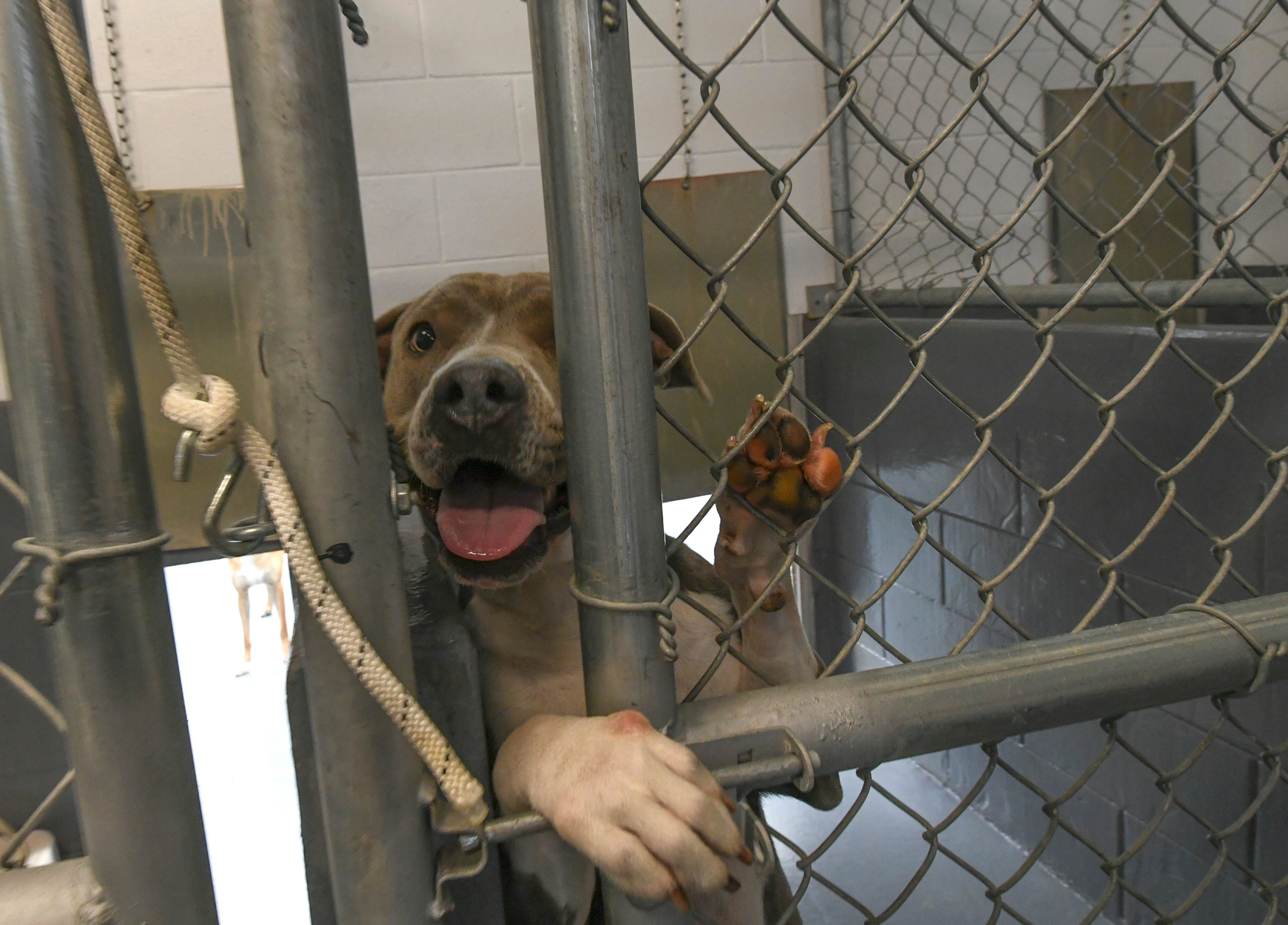 Operation SOS could be running Fort Pierce's animal shelter in a month