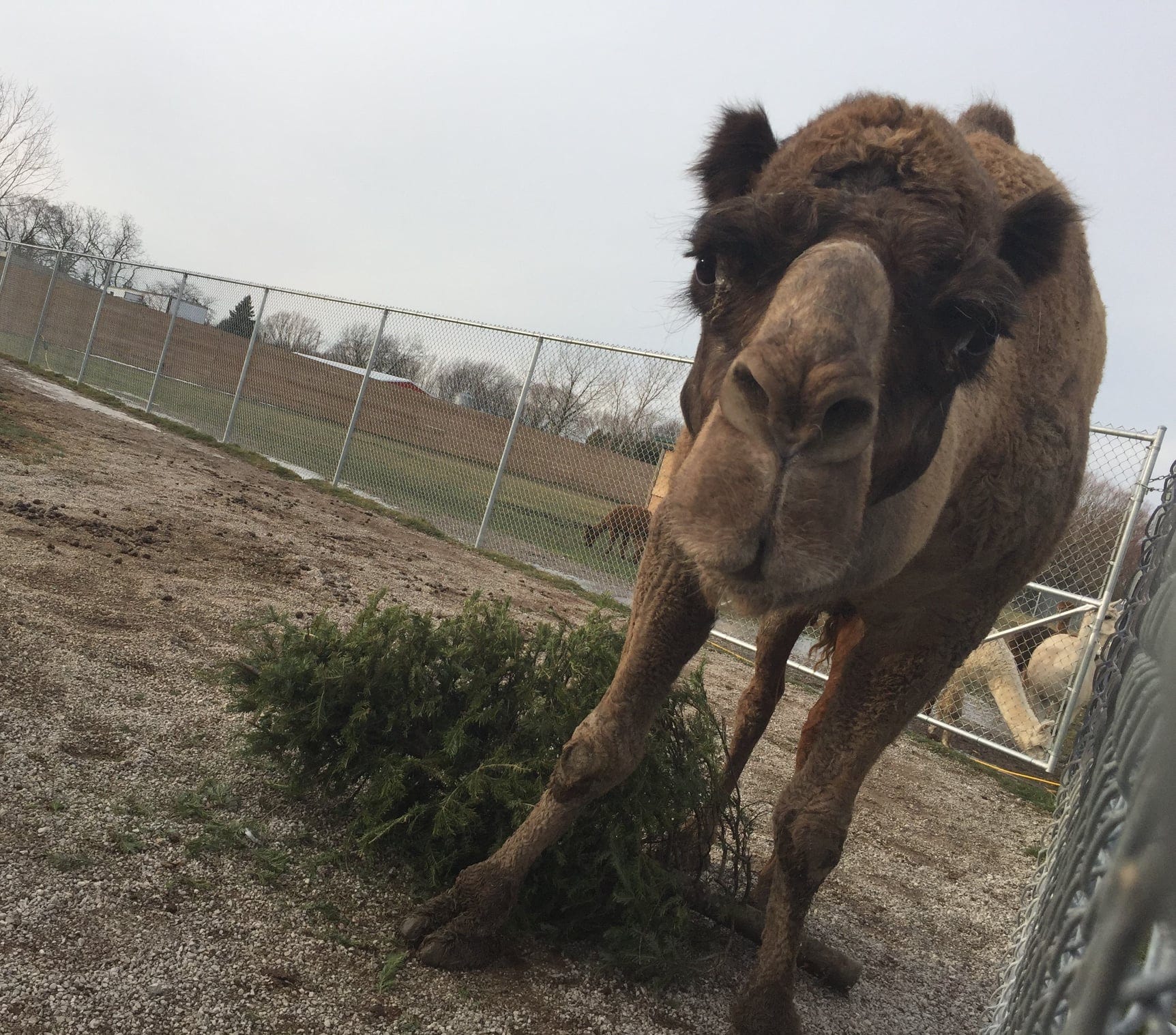 african safari wildlife park ann arbor