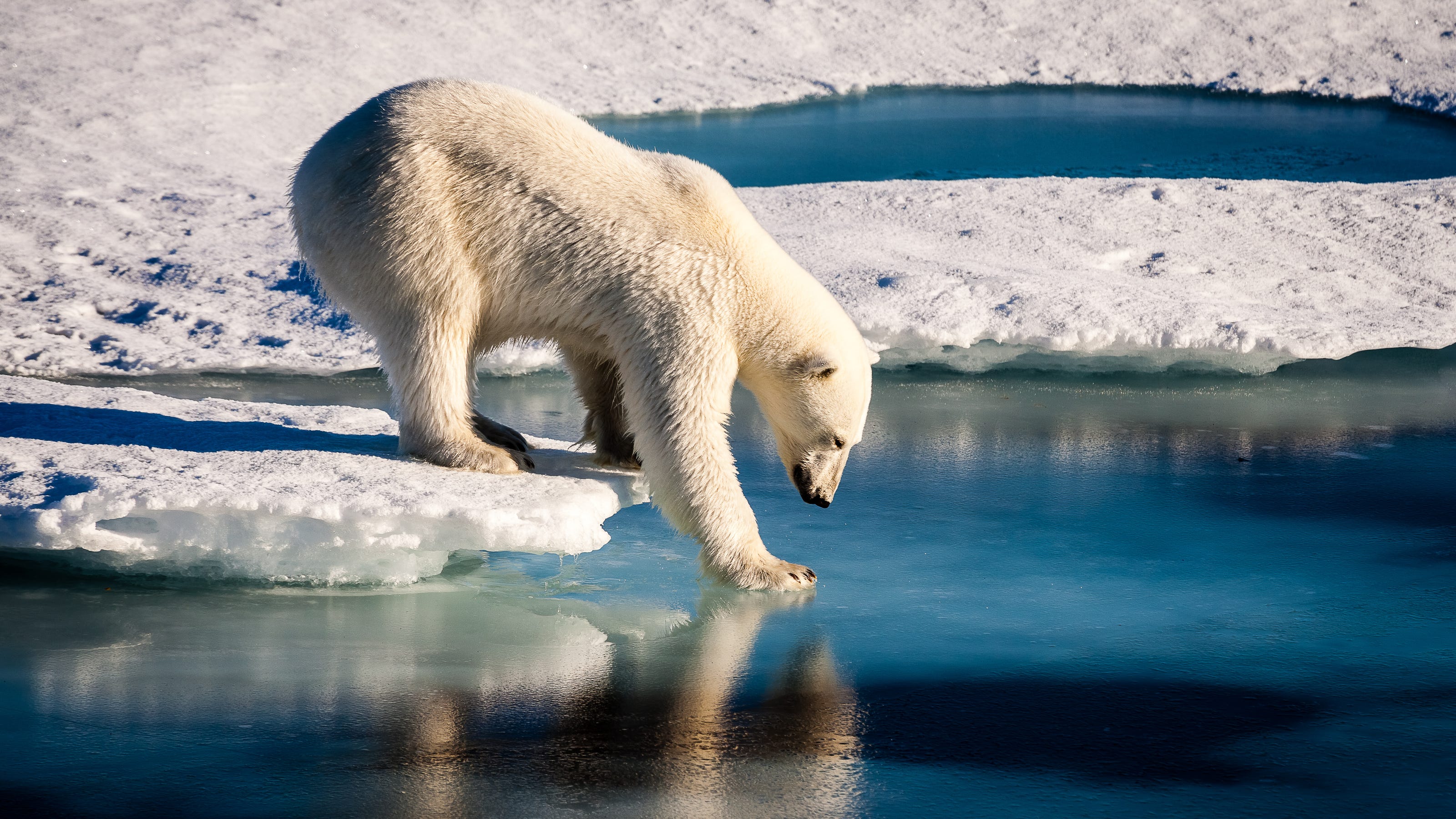 commentary-arctic-habitat-needs-to-be-saved-for-polar-bears