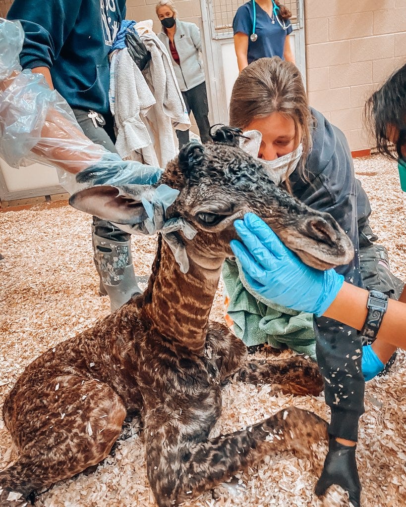 Download Nashville Zoo S Baby Giraffe Dies Shortly After Birth