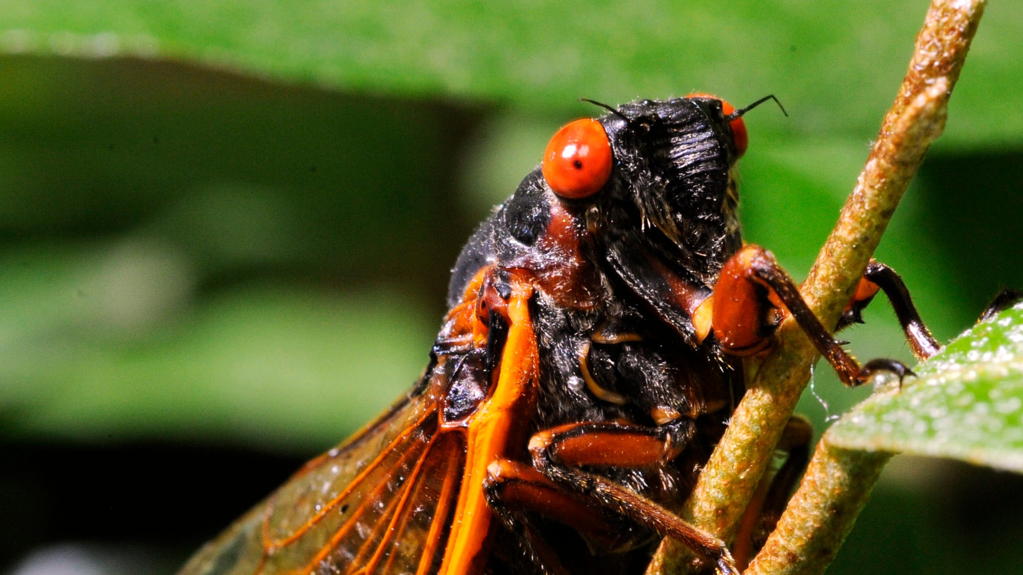 17year cicadas will emerge in Ohio soon. How they are beneficial