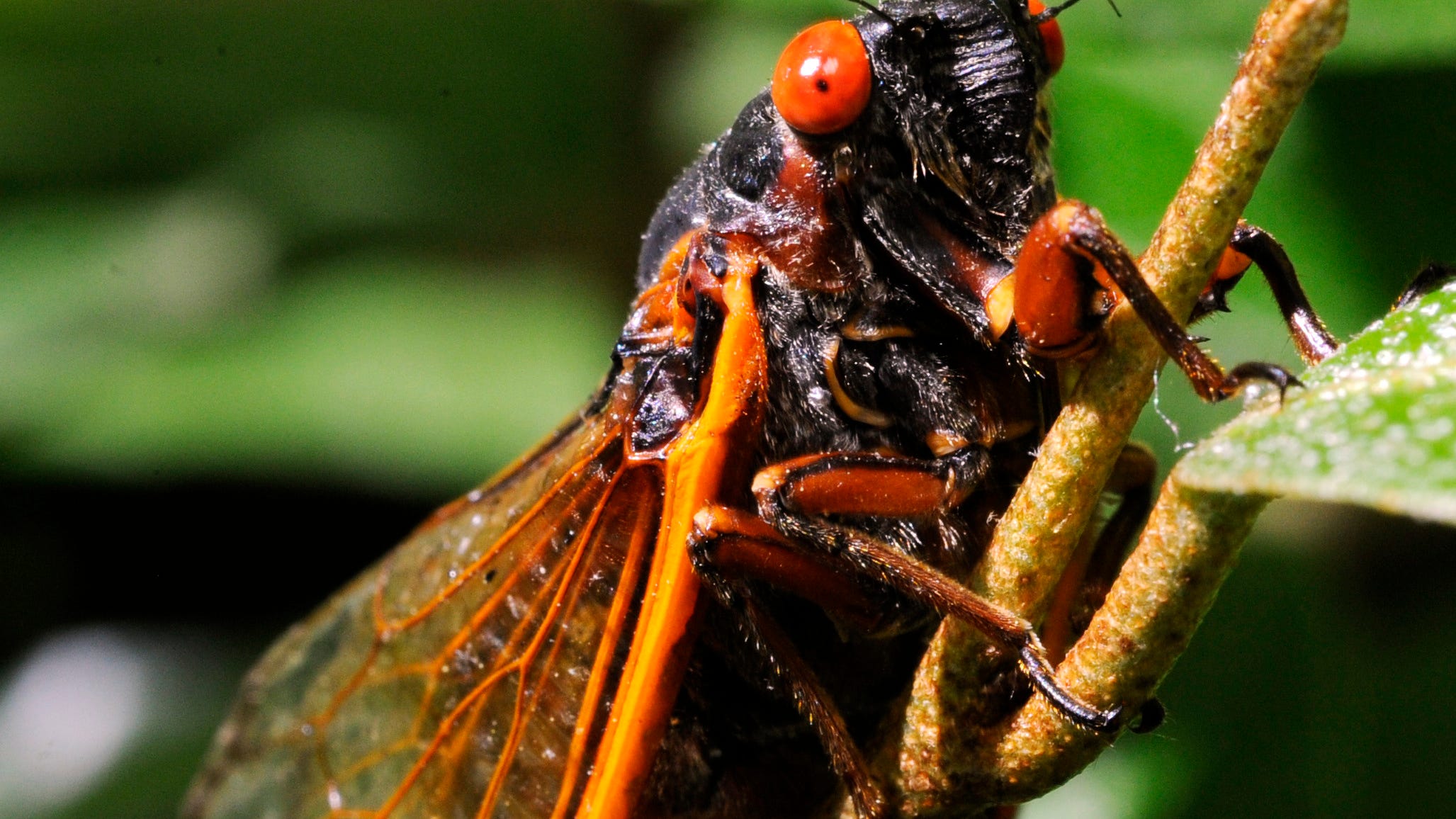 Cicada Brood X is coming in 2021. What does that mean for Cincinnati?