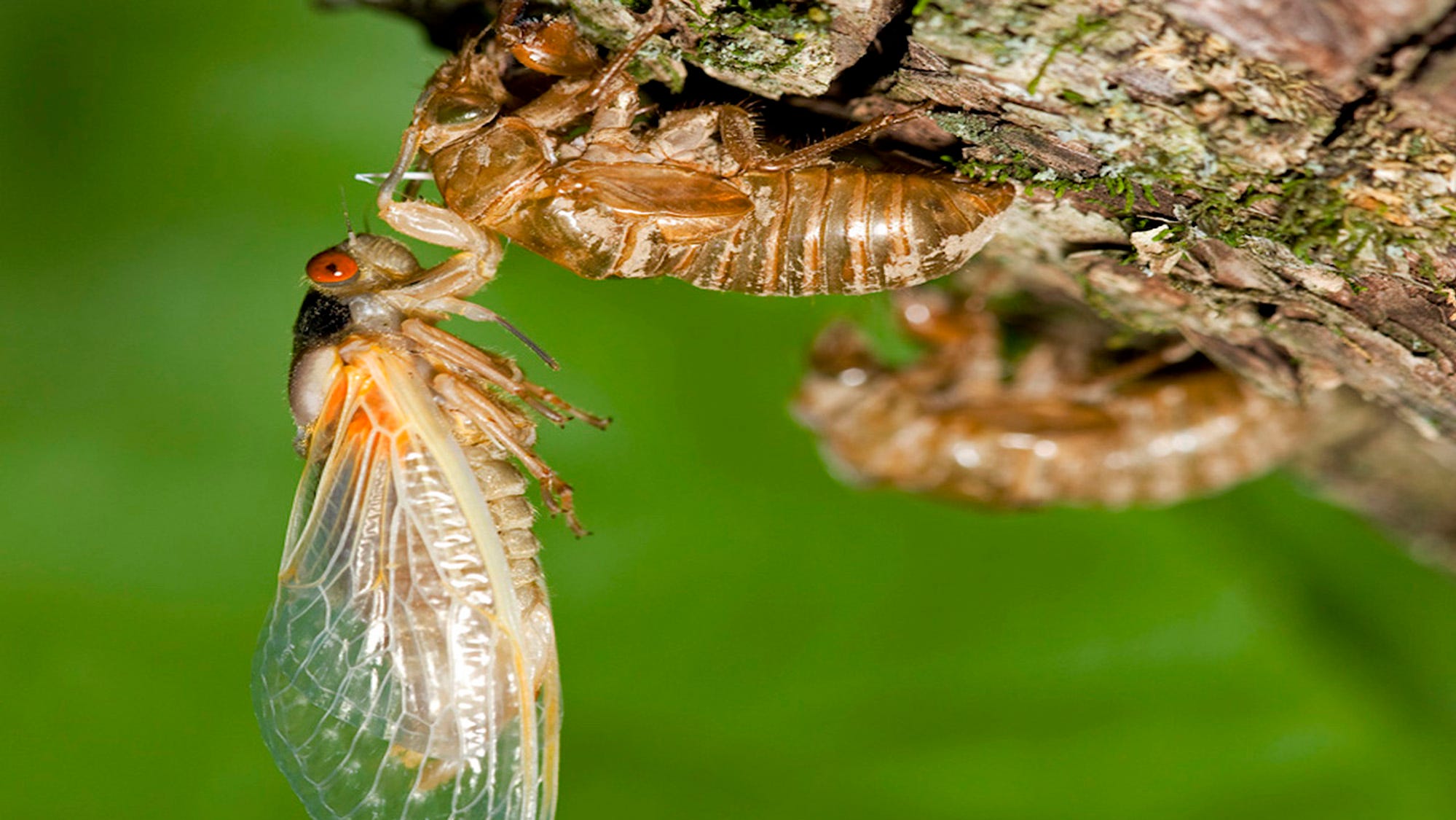 Cicadas begin emerging in Michigan Here's what to expect