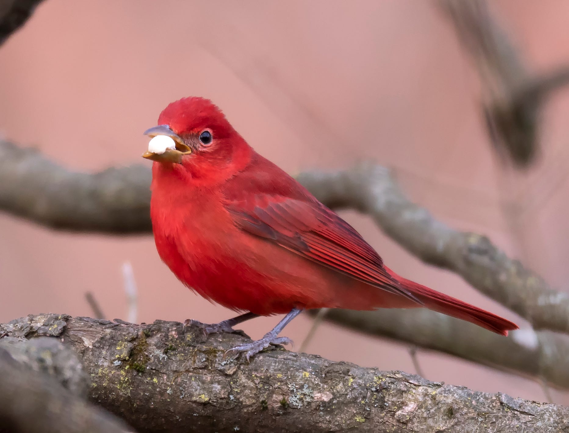 summer tanager bird feeder