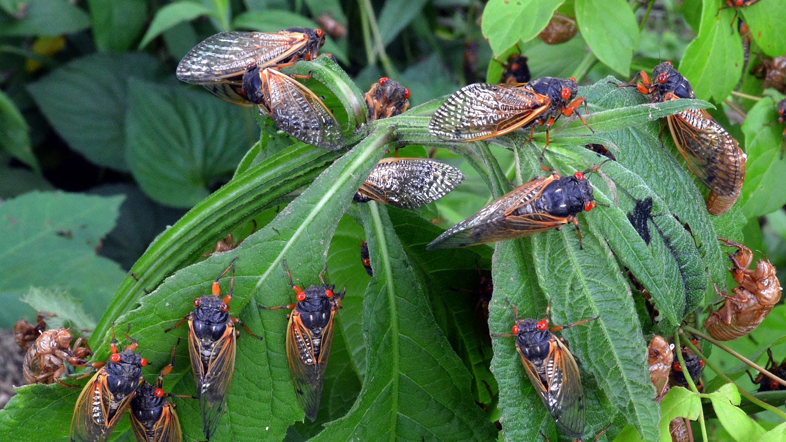 Yes, cicadas are returning to Tennessee in 2021. Find out where