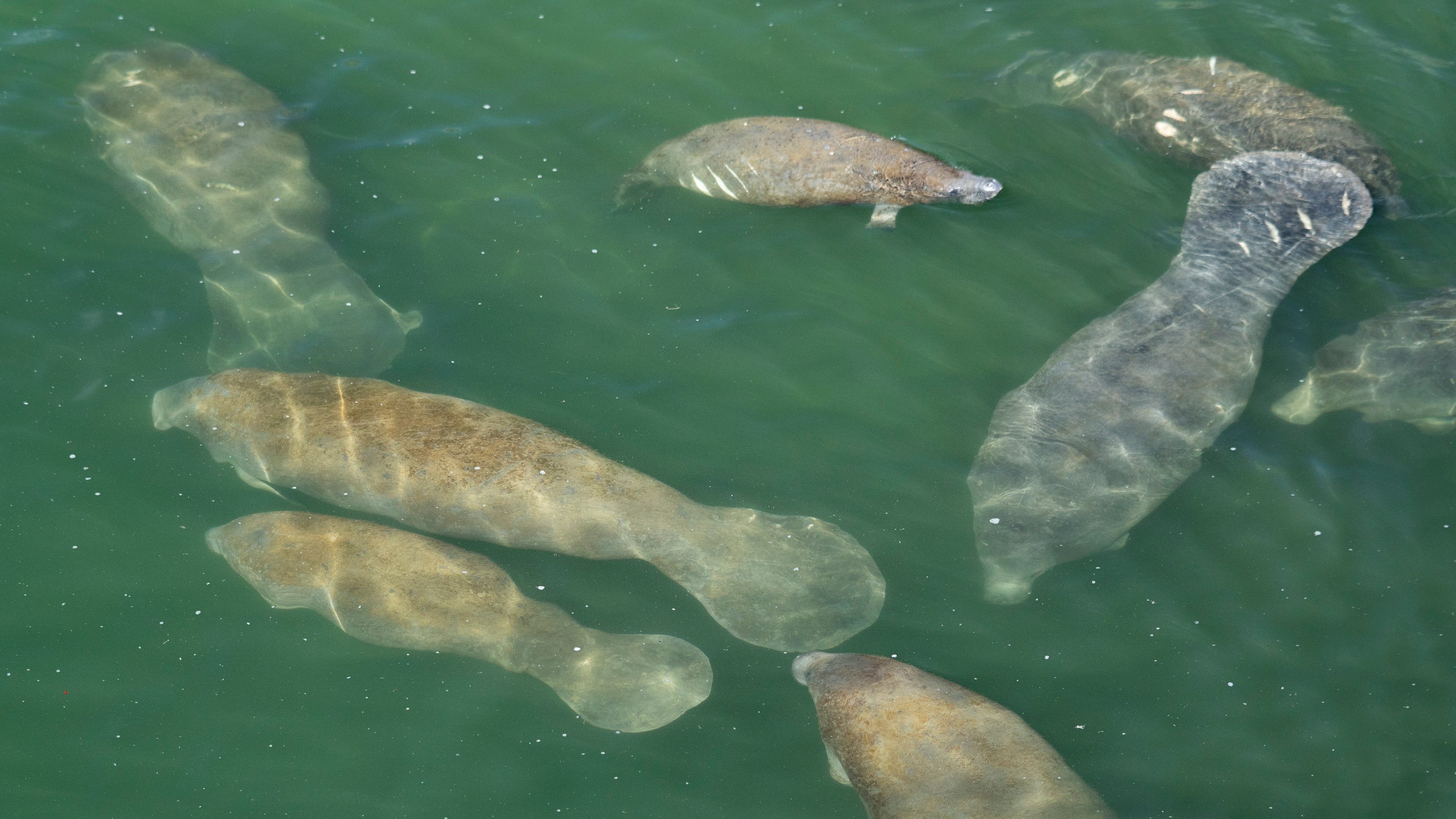 Florida manatees 5 facts you probably didn't know