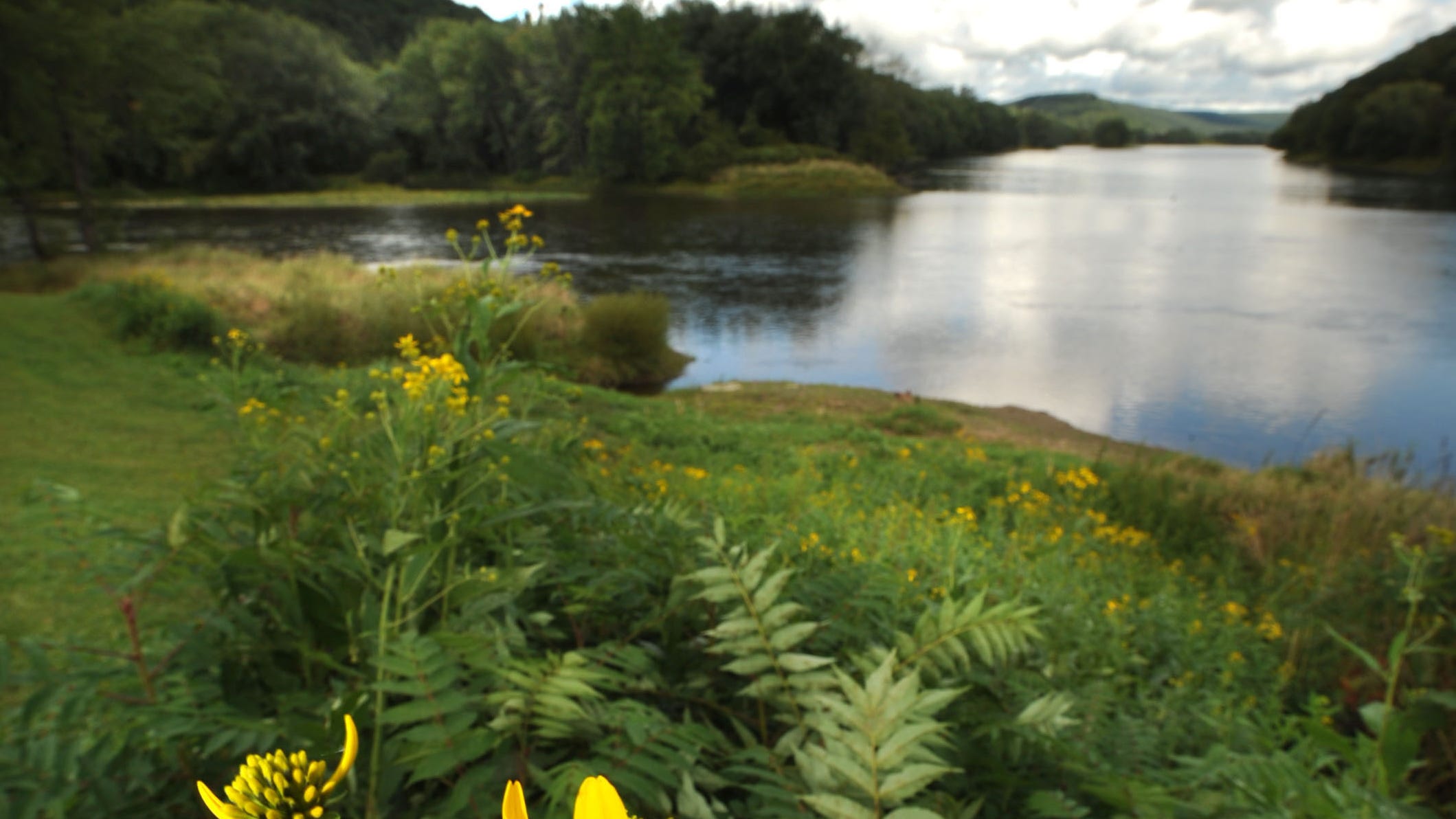 Goldenrod colors the shore at the confluence of French Creek, left, and the Allegheny River in Franklin.