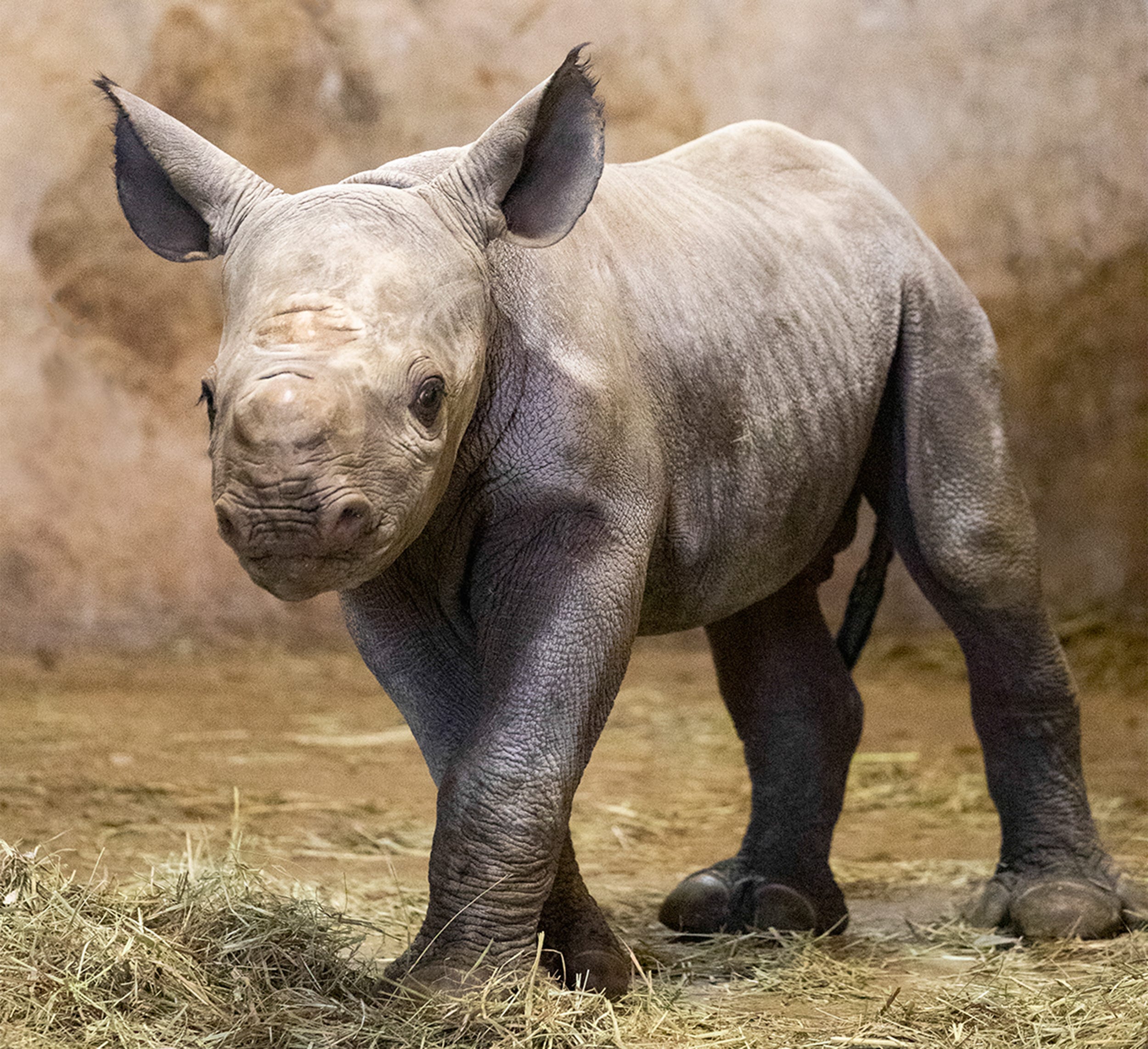 black rhinoceros