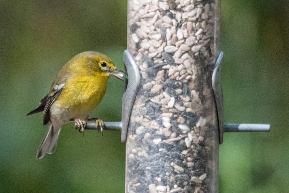 best bird seed for warblers