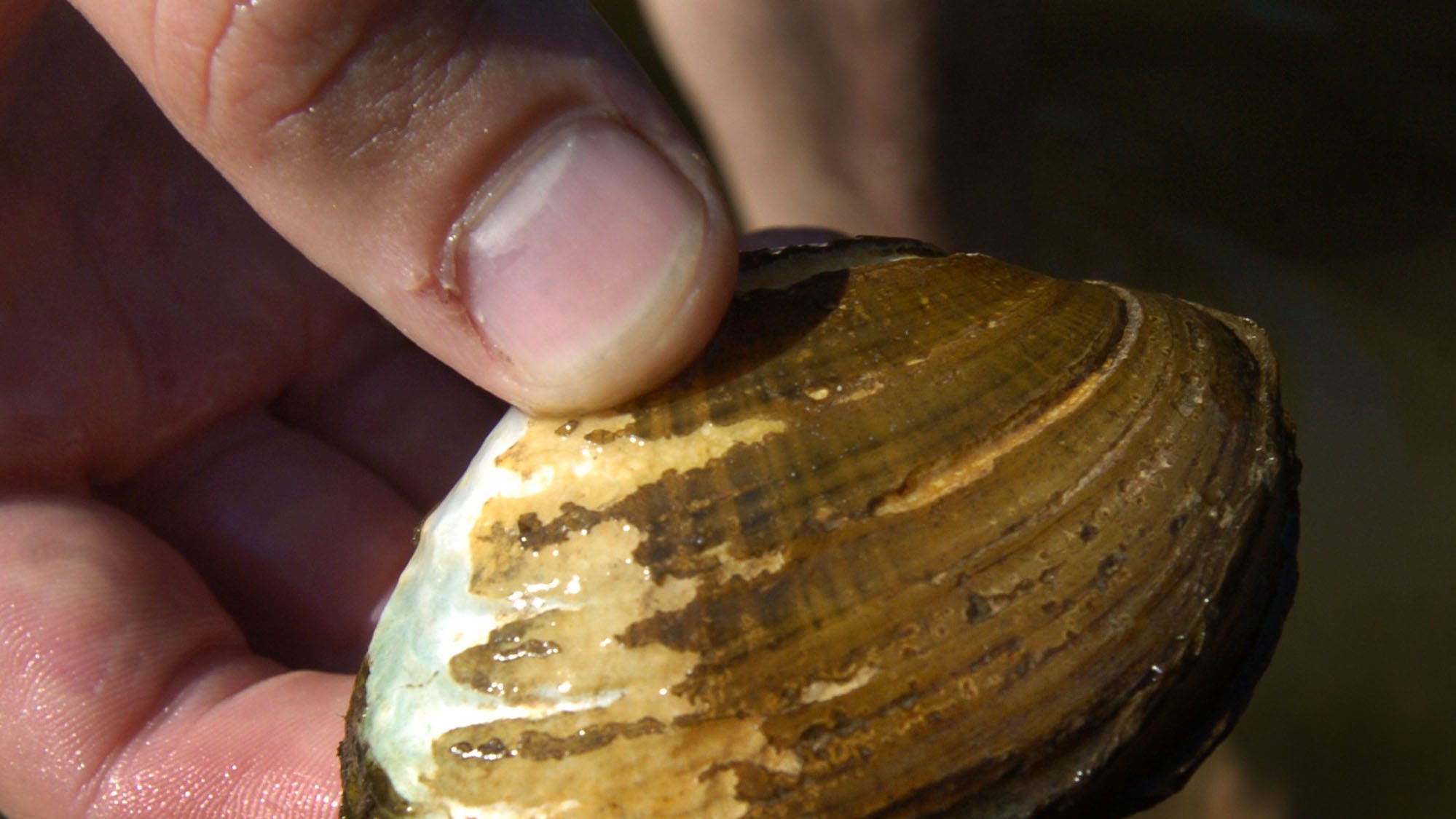 Freshwater mussels thrive in the shallow, riffled areas of French Creek between Cambridge Springs and Seagertown.