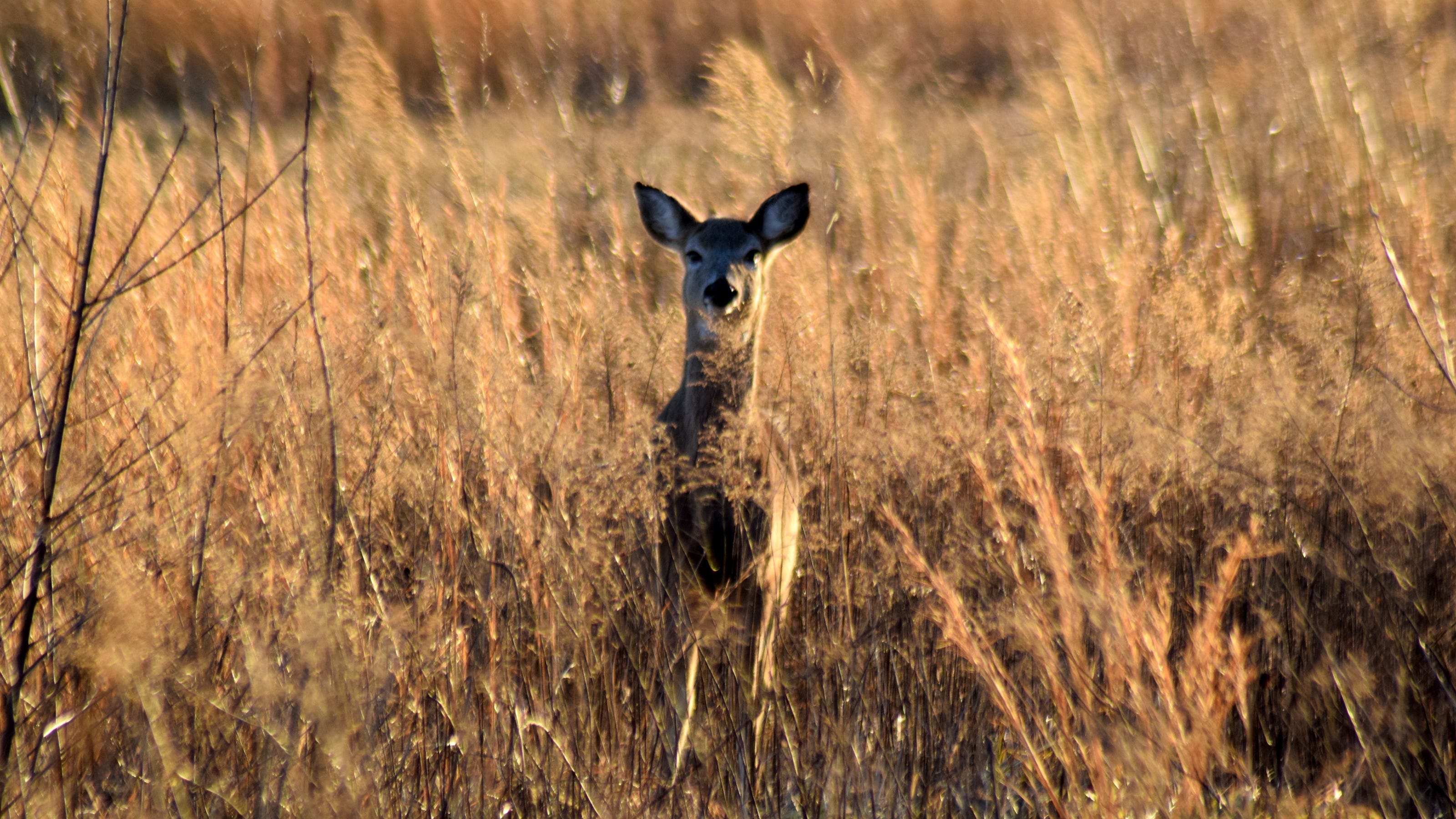 A record 17,265 deer harvested in Delaware