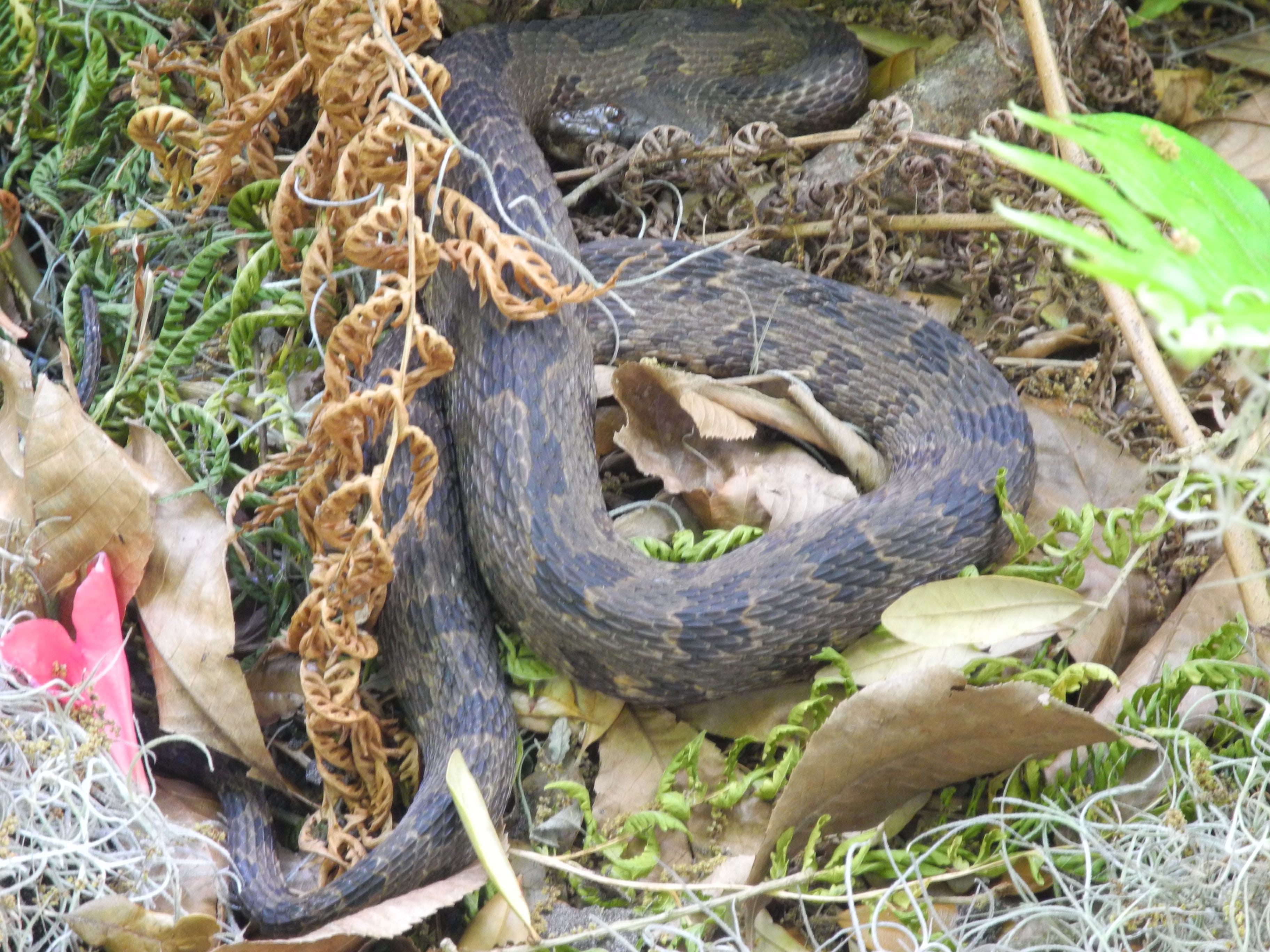 water moccasin nesting habits