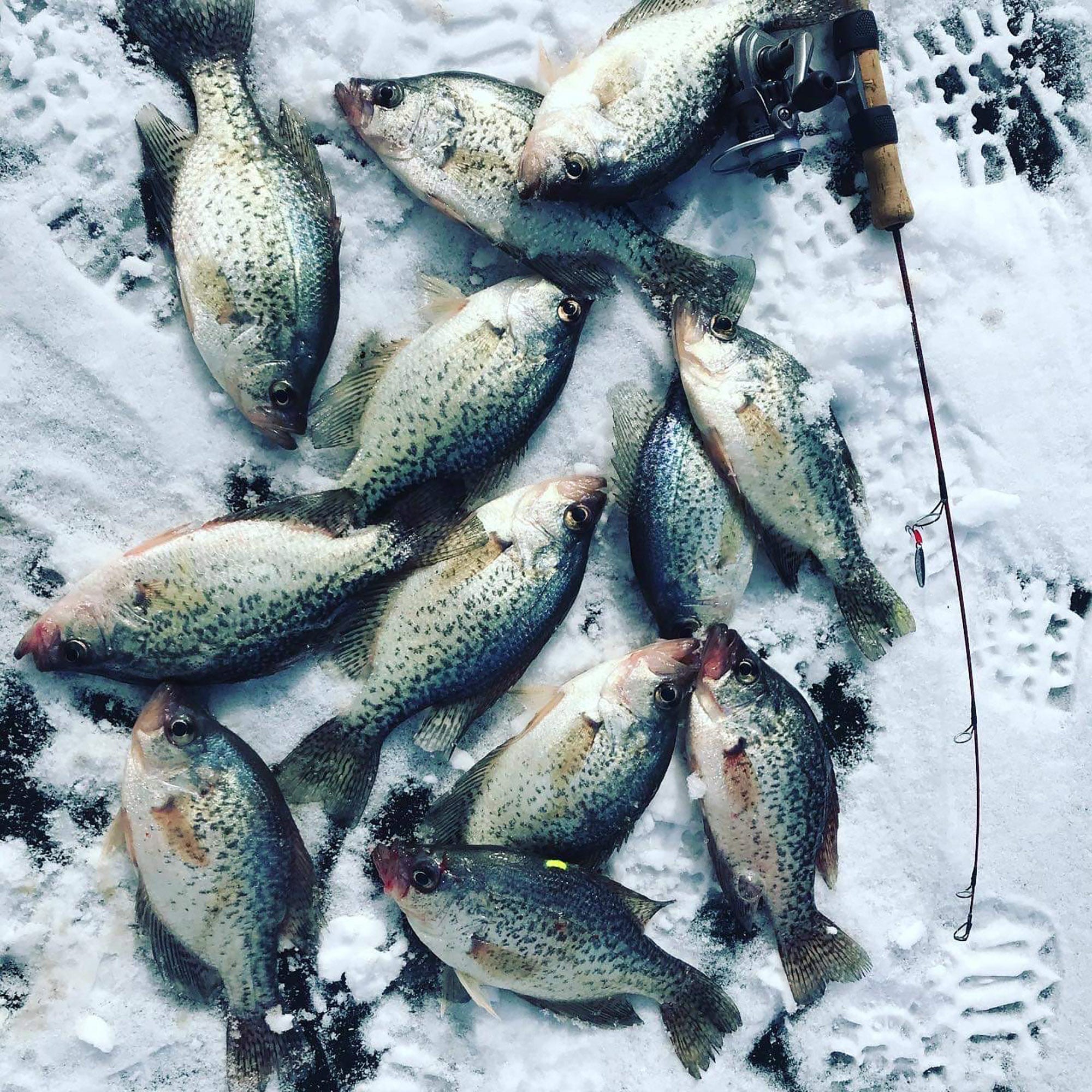 Potential California State Record Crappie Weighing 4 Plus Pounds Caught