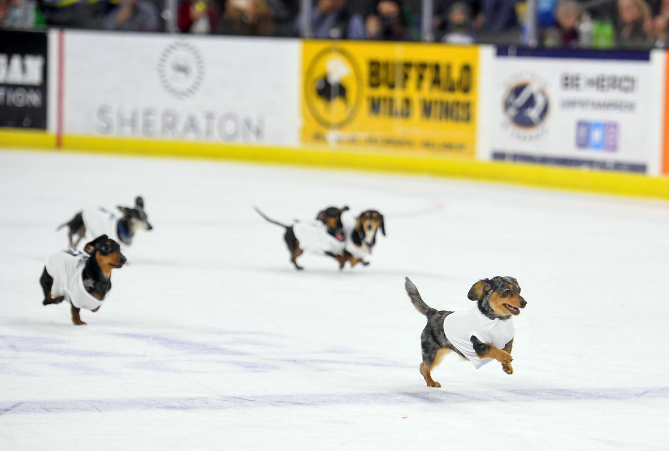 Sioux Falls Stampede returns with Wiener Dog Races at Premier Center
