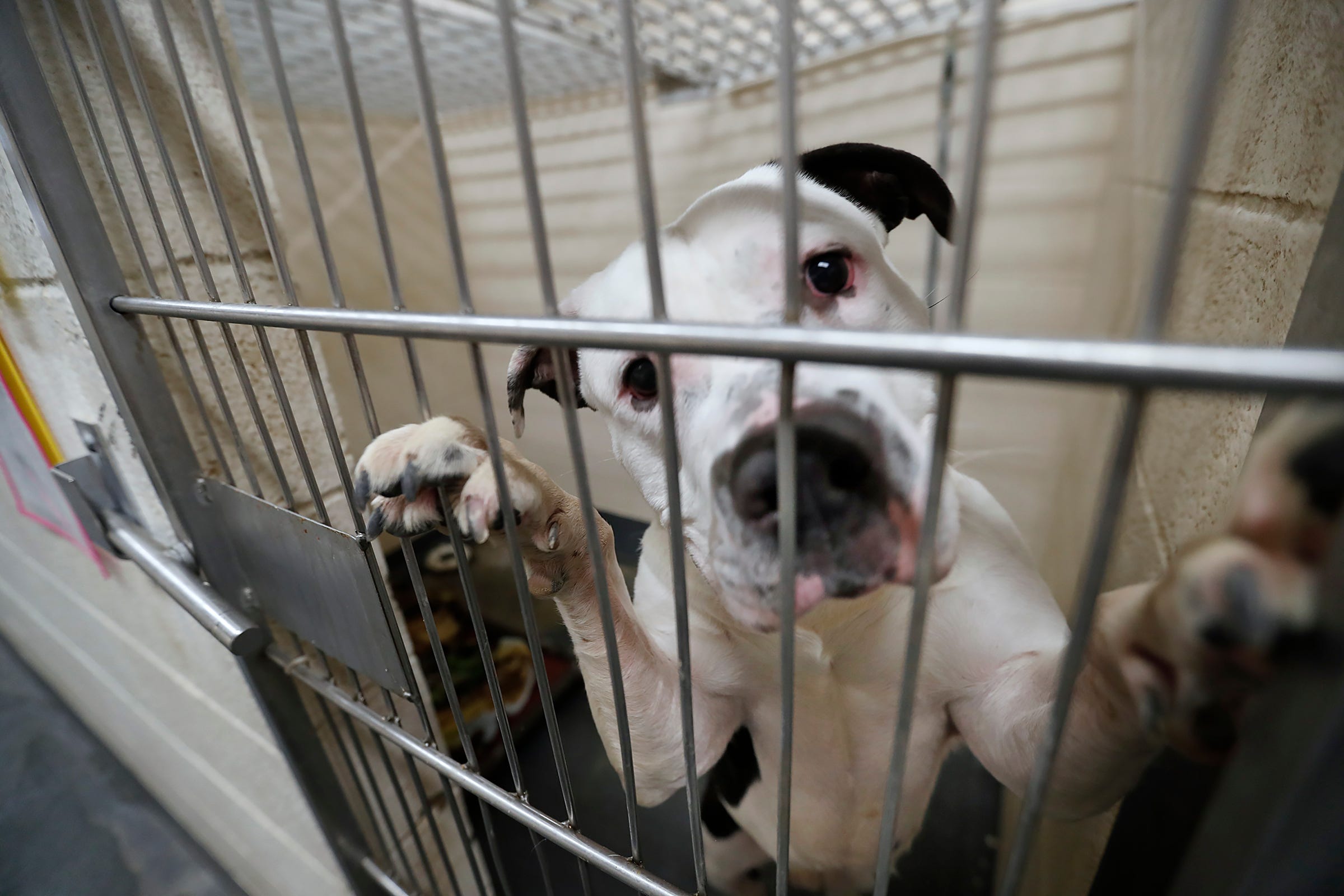 Indianapolis Animal Shelter Is At Capacity, Offers Free Adoptions