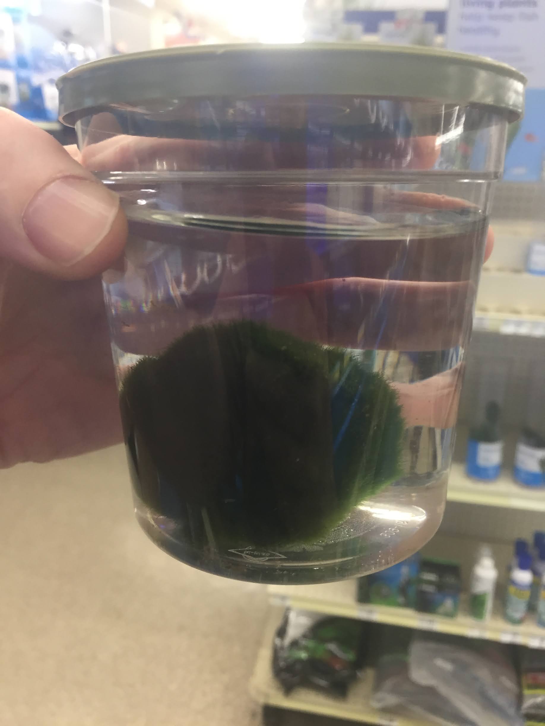 marimo moss ball petsmart