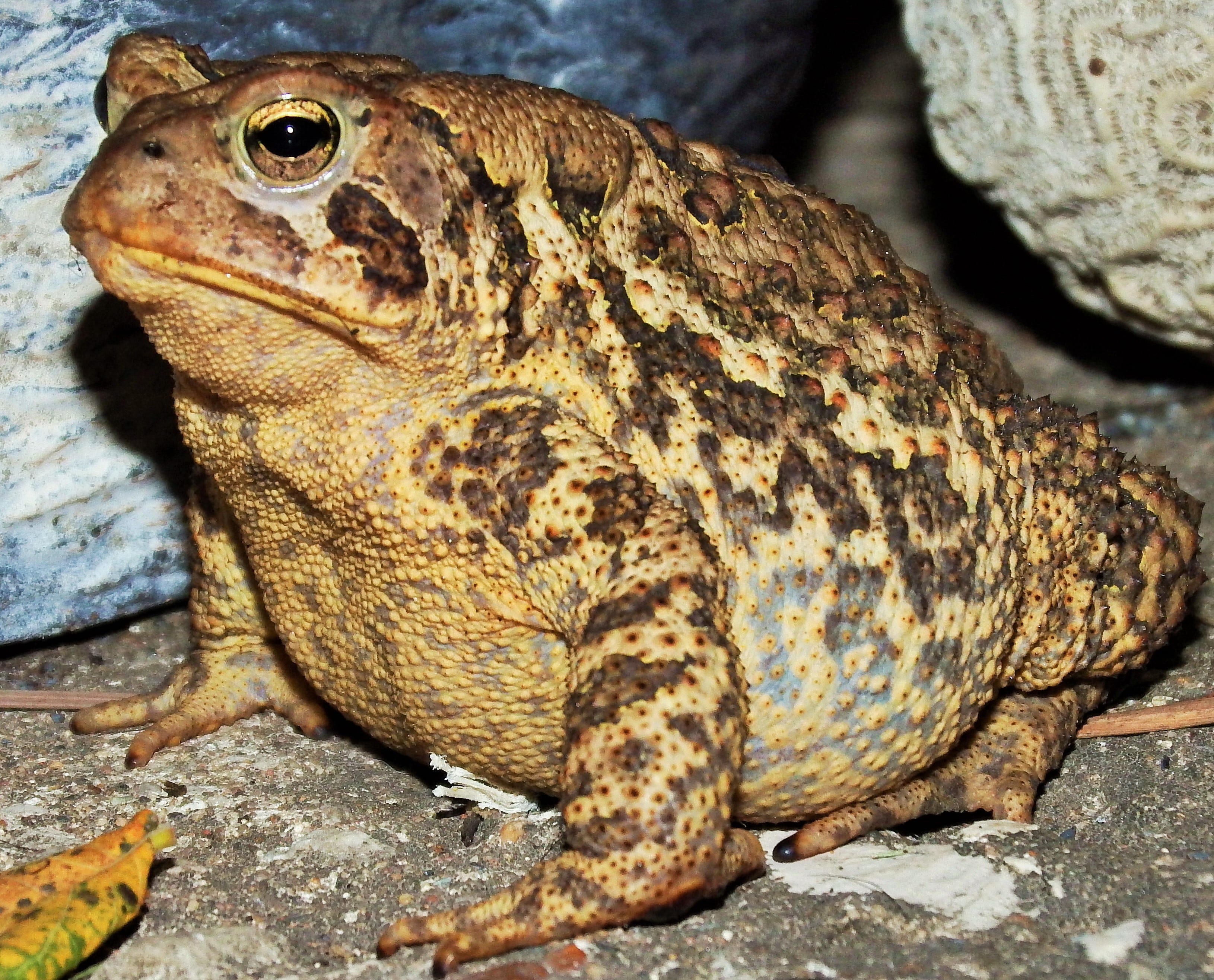 Iowa City Couple Among Dozens Of Volunteers Counting Frogs This Spring