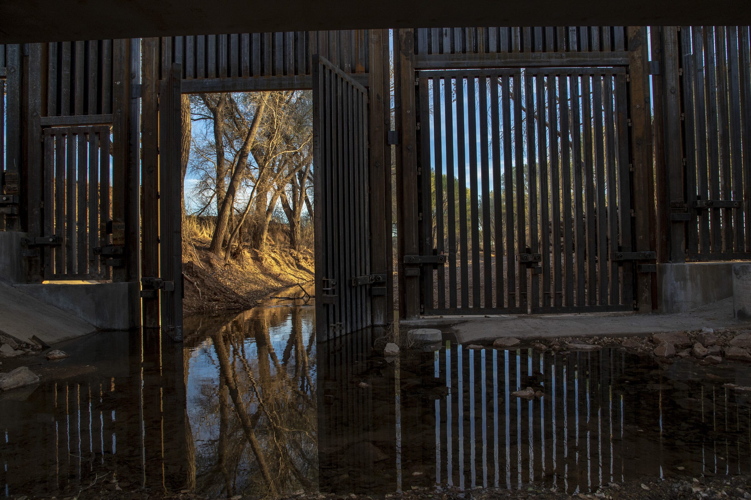 can you take a dog across the mexican border