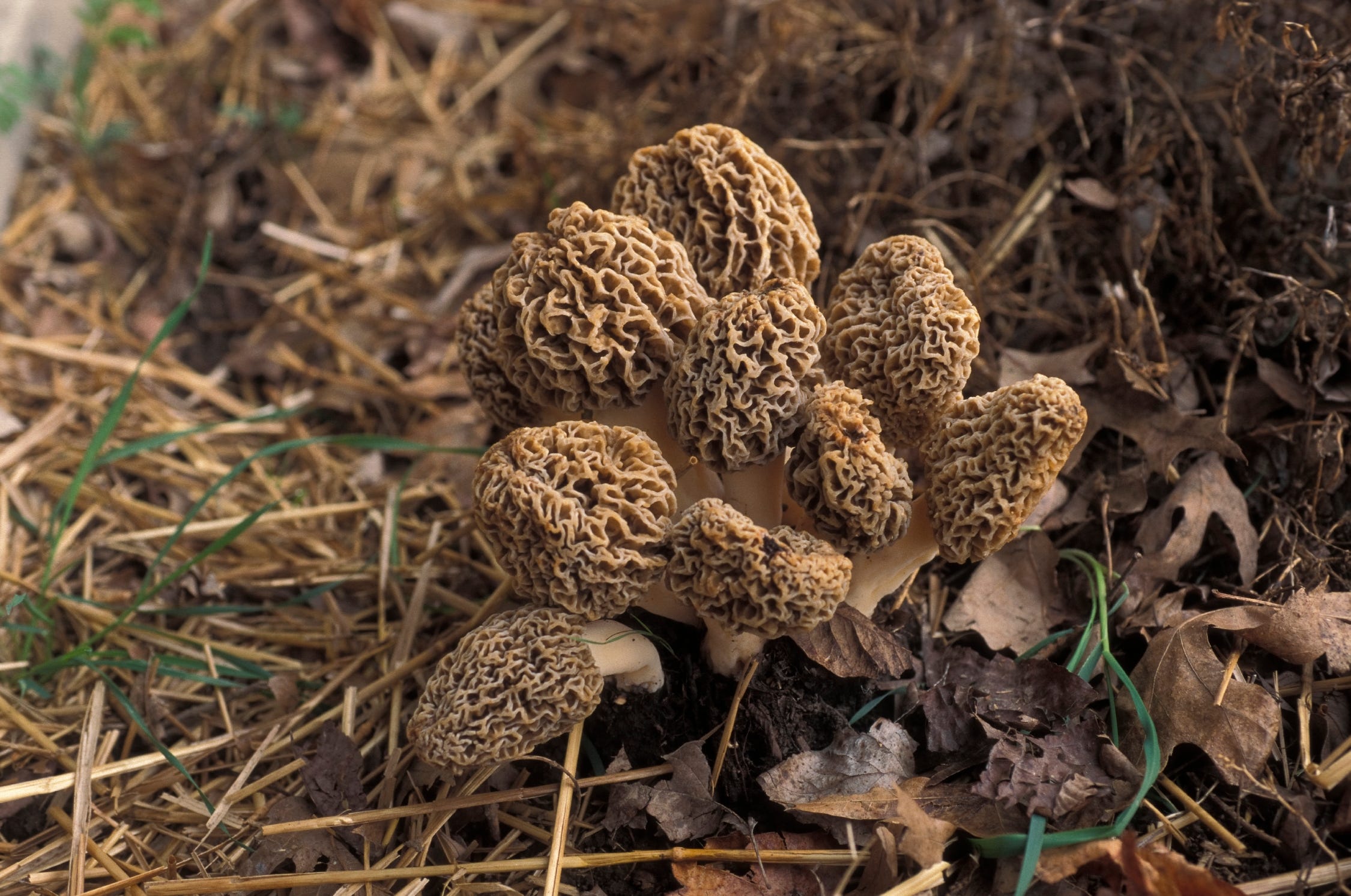 Missouri mushroom hunting season kicks off with spring's arrival