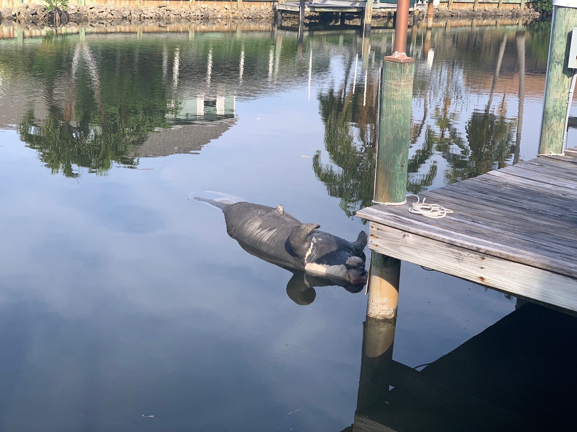 Florida Manatees Are Dying And Starving The Hundreds.