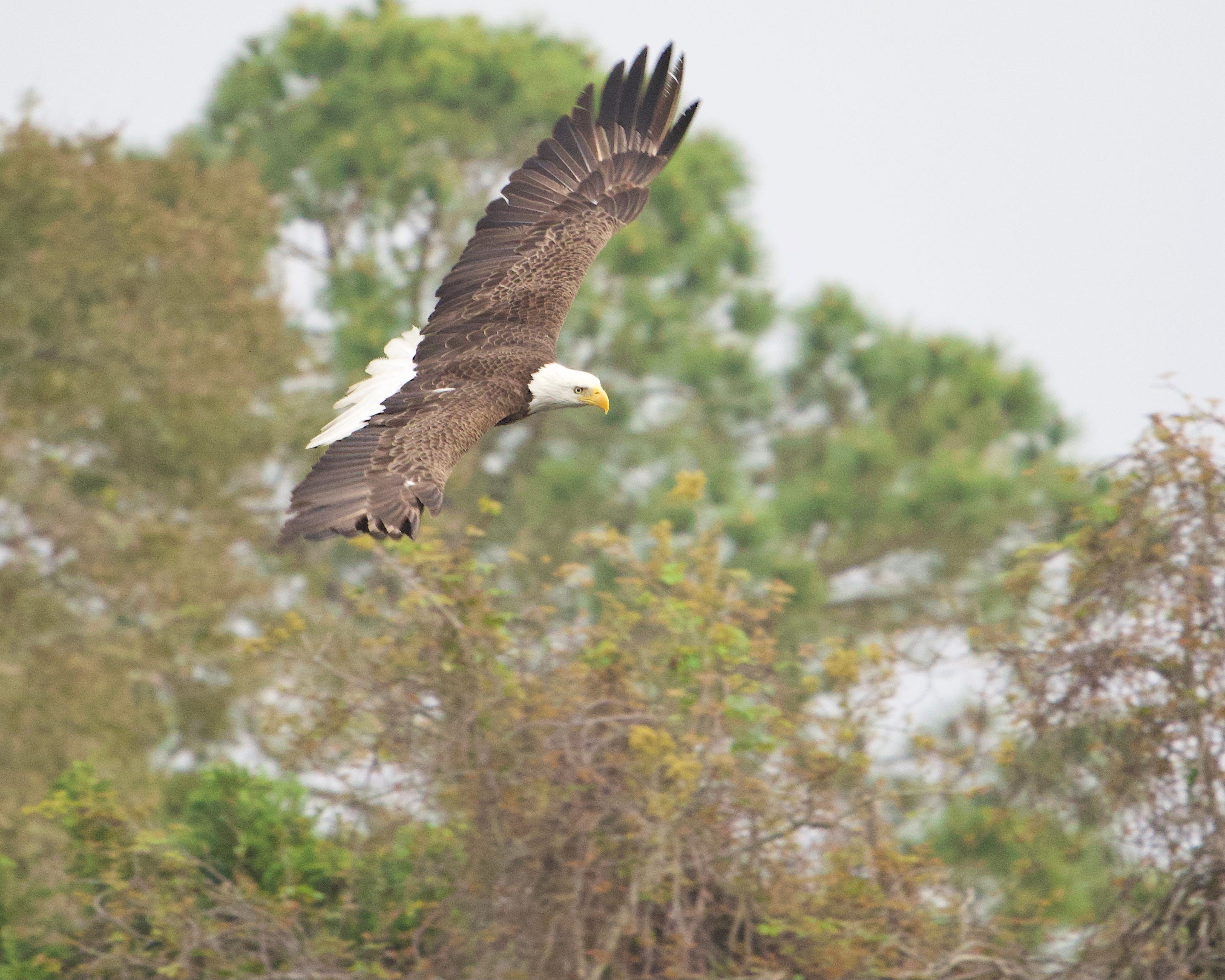 Bald Eagles Take Flight Over Destin, South Walton County In Florida