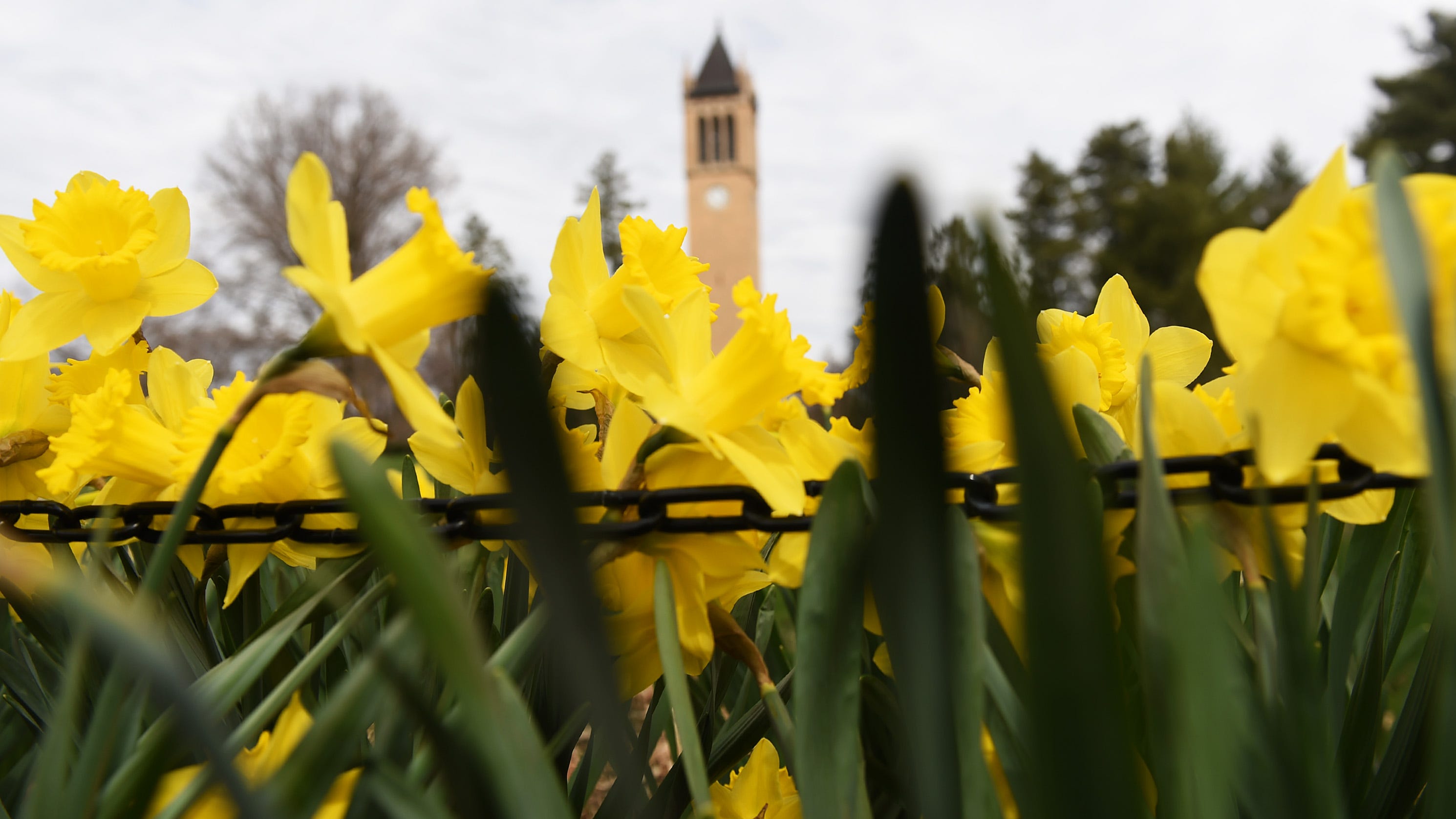 Where to see spring flowers blooming at Iowa State University