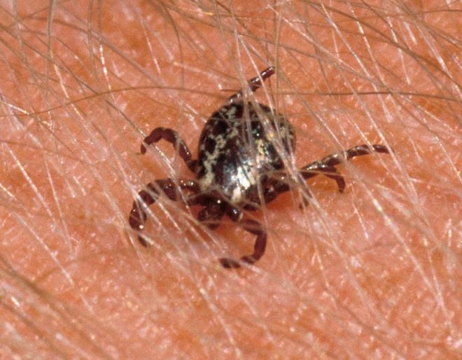 Here's what you need to know about tick season in Arkansas