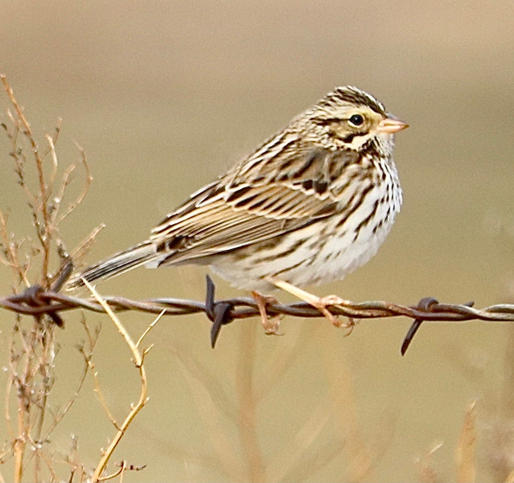 Sparrows A Small Sign Of God S Great Plan