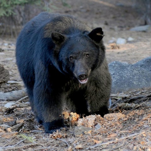 A black bear as it scavenges for food beside touri