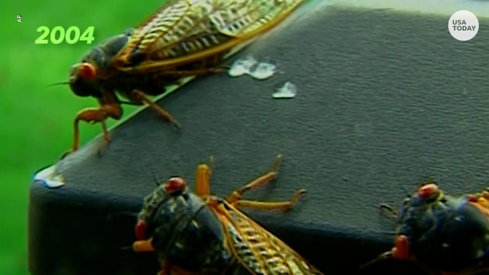 Cicadas Are On The Way As Brood X Prepares To Swarm 15 States Dc