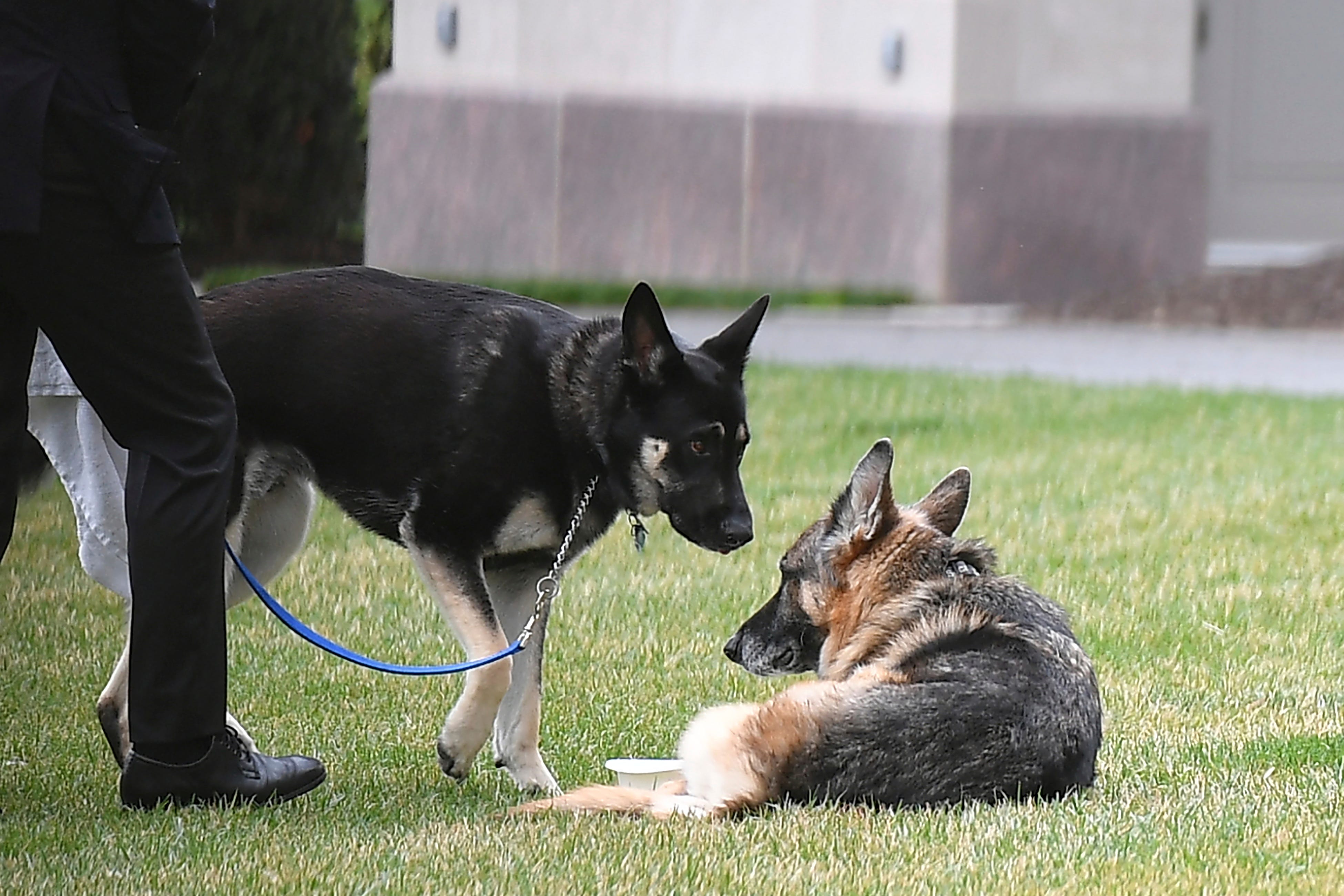 Bo Obama, dog to former first family, dies, Barack Obama ...