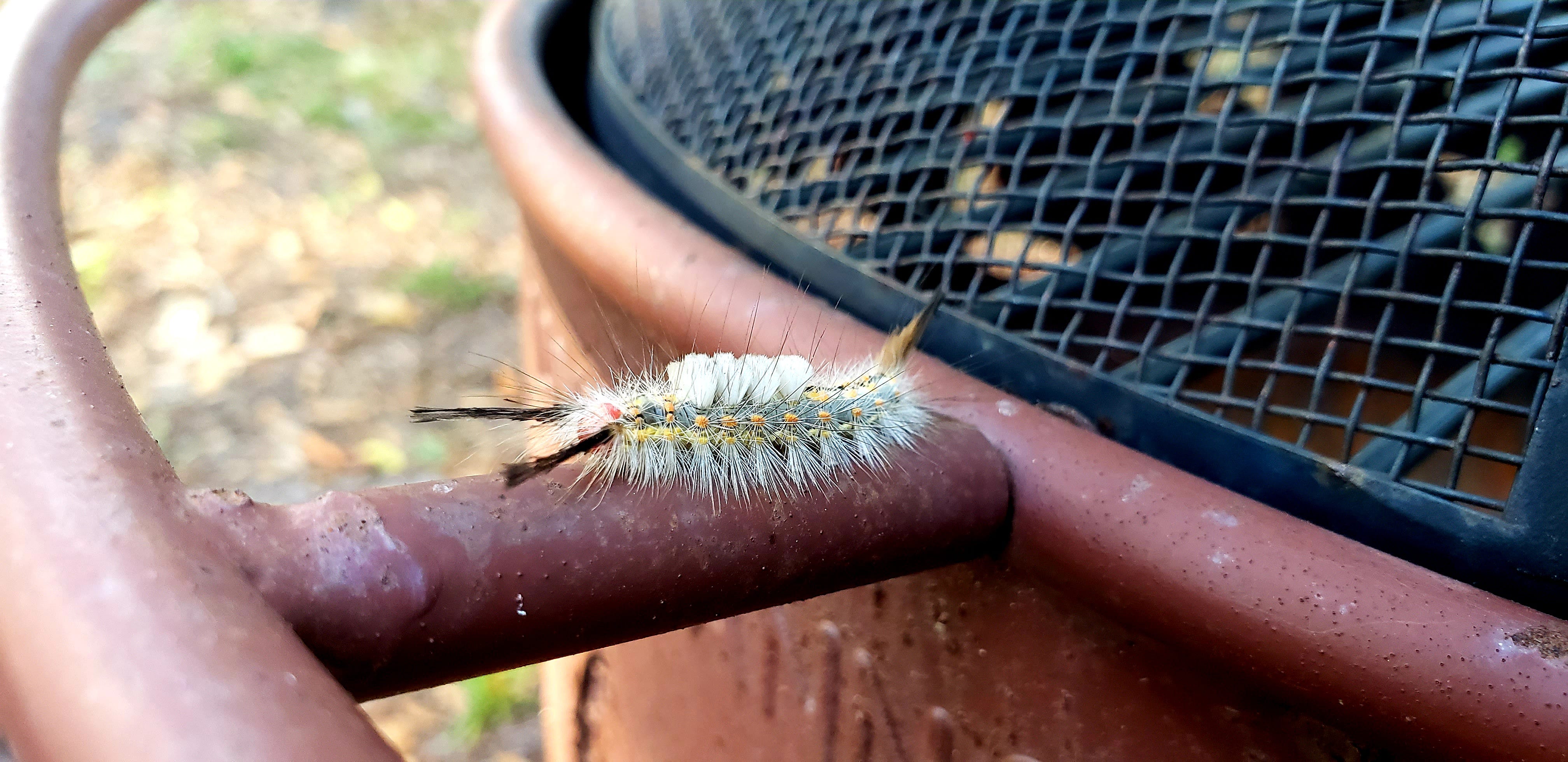 Central Florida Is Ground Zero Tussock Moth Caterpillars In April