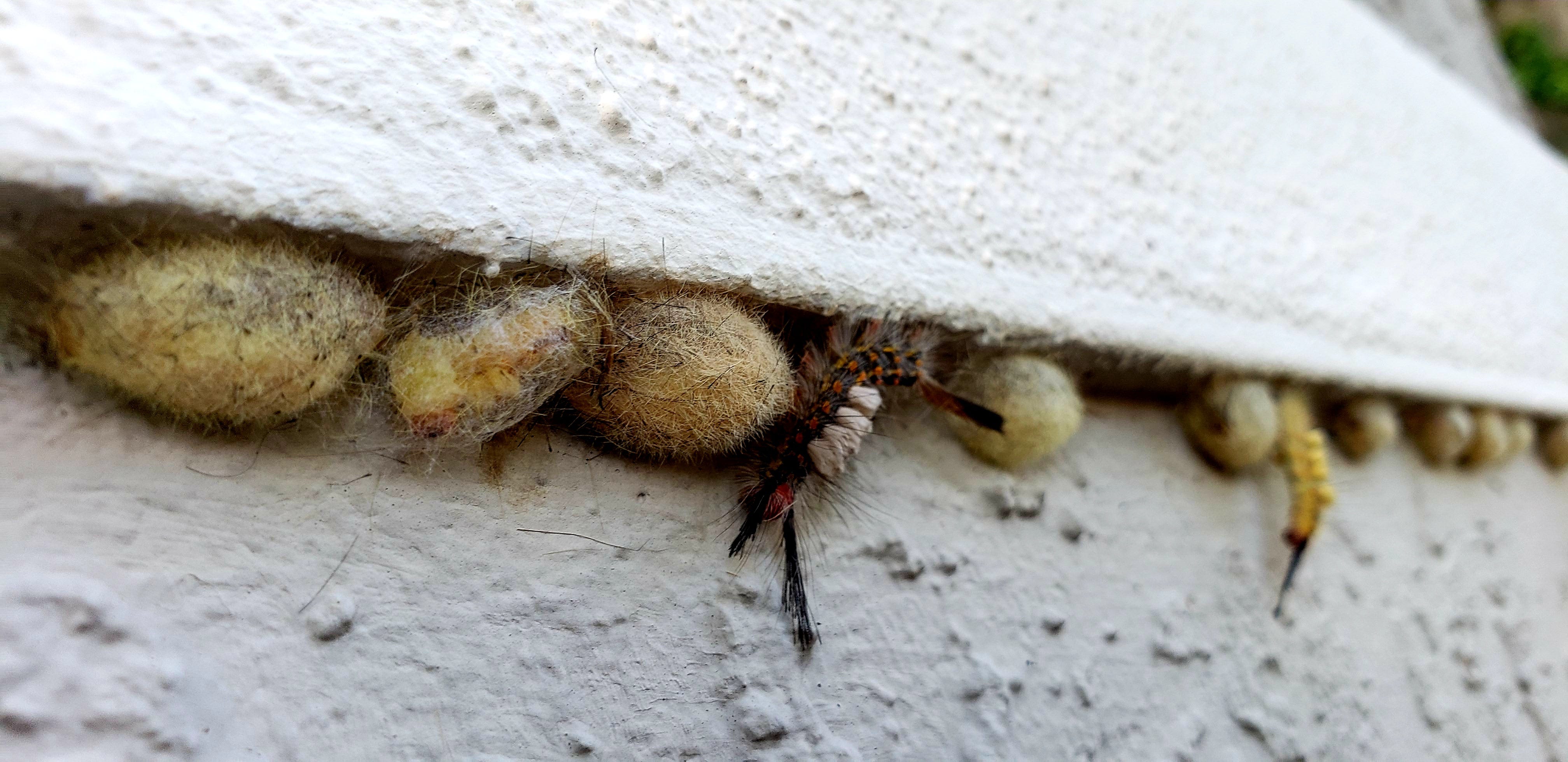 Central Florida Is Ground Zero Tussock Moth Caterpillars In April